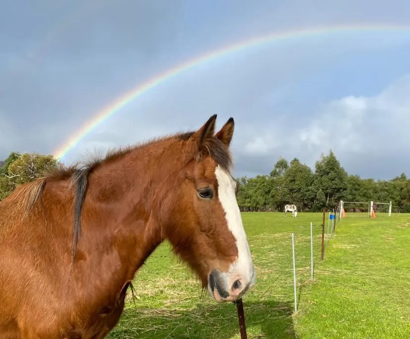 Horse-riding in BIG4 Middleton Beach Holiday Park