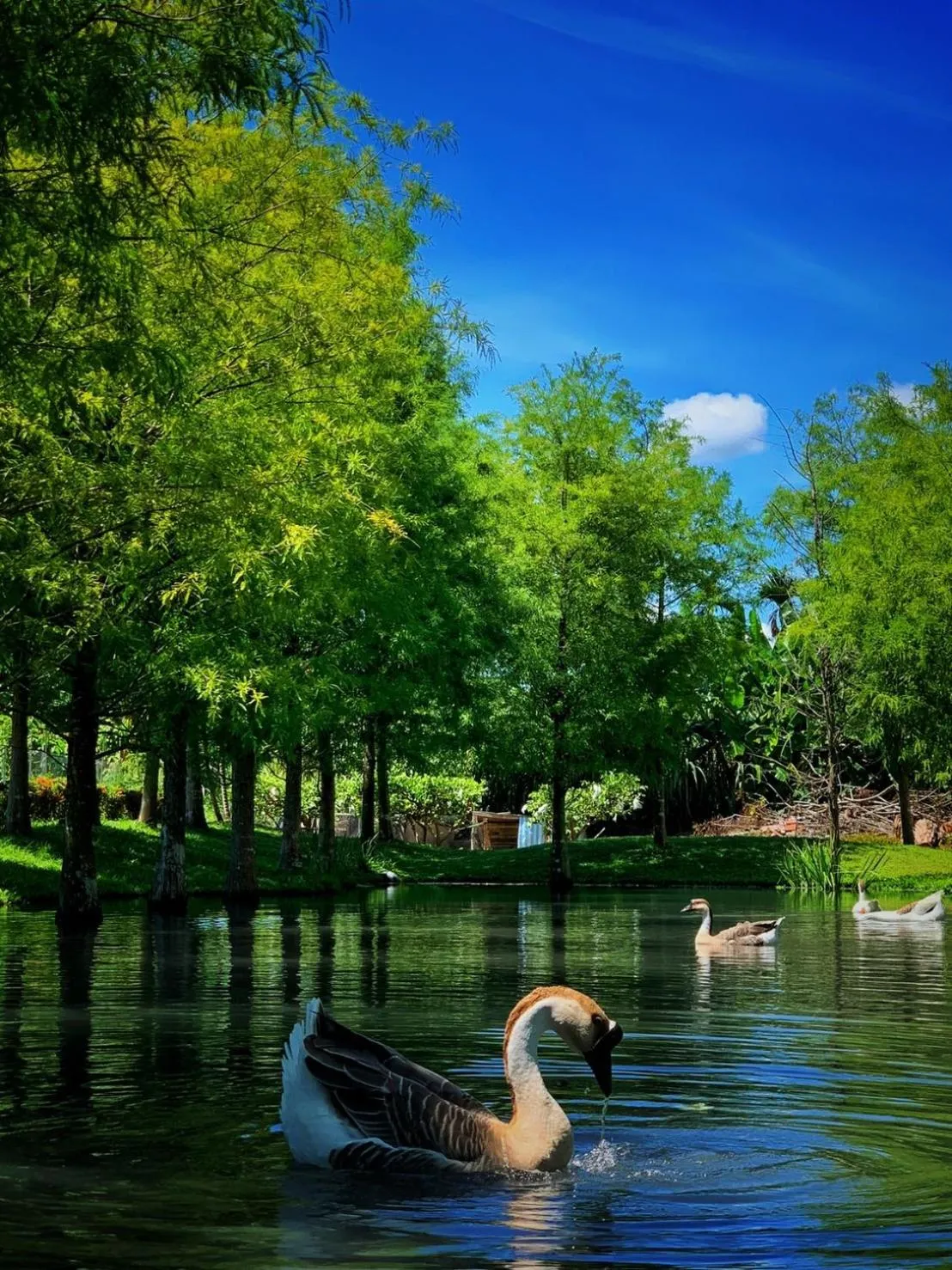 Garden in Bali Lover