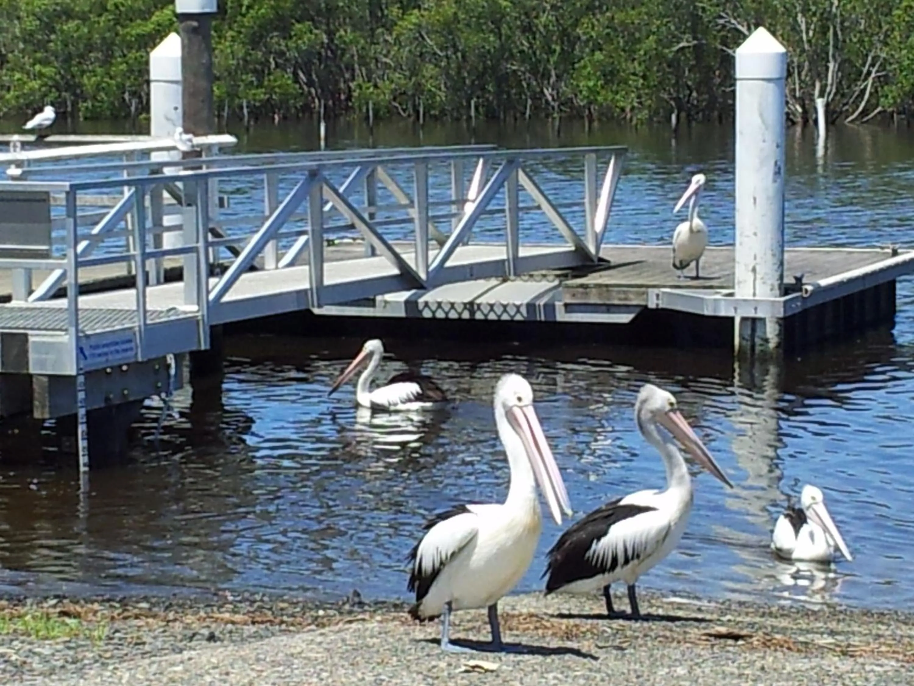 Animals in Harrington Village Motel