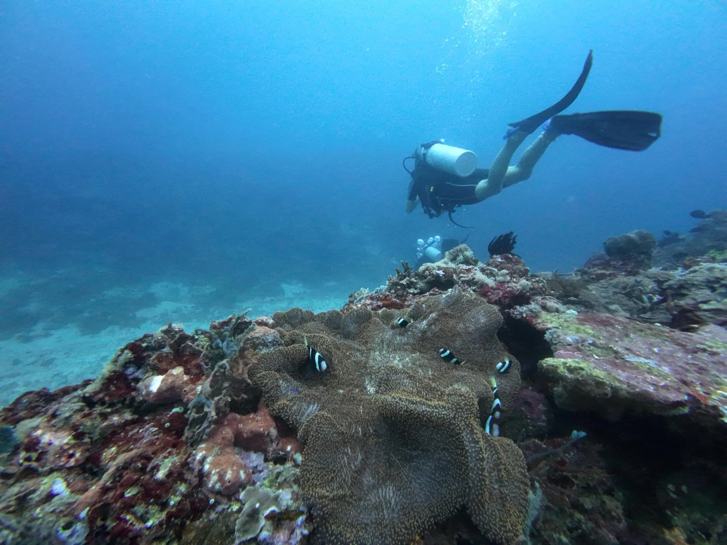 Diving in Pandan Bungalow