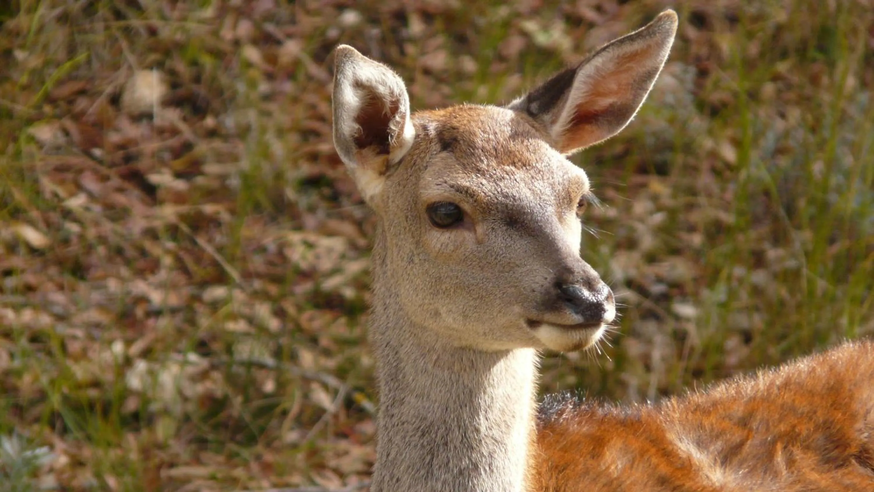 Other in Hotel Rural Montaña de Cazorla