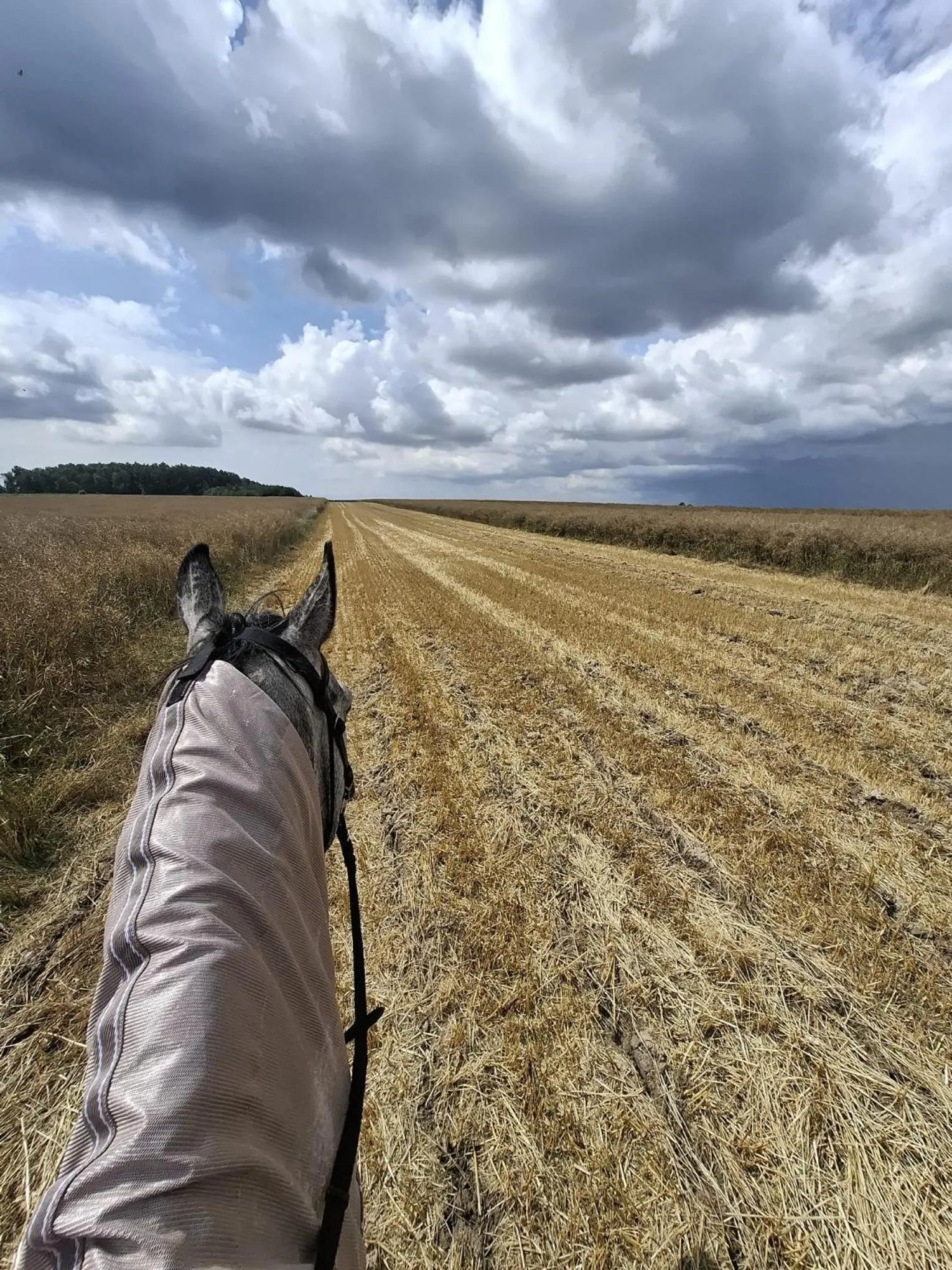 Horse-riding in Hotel Adler