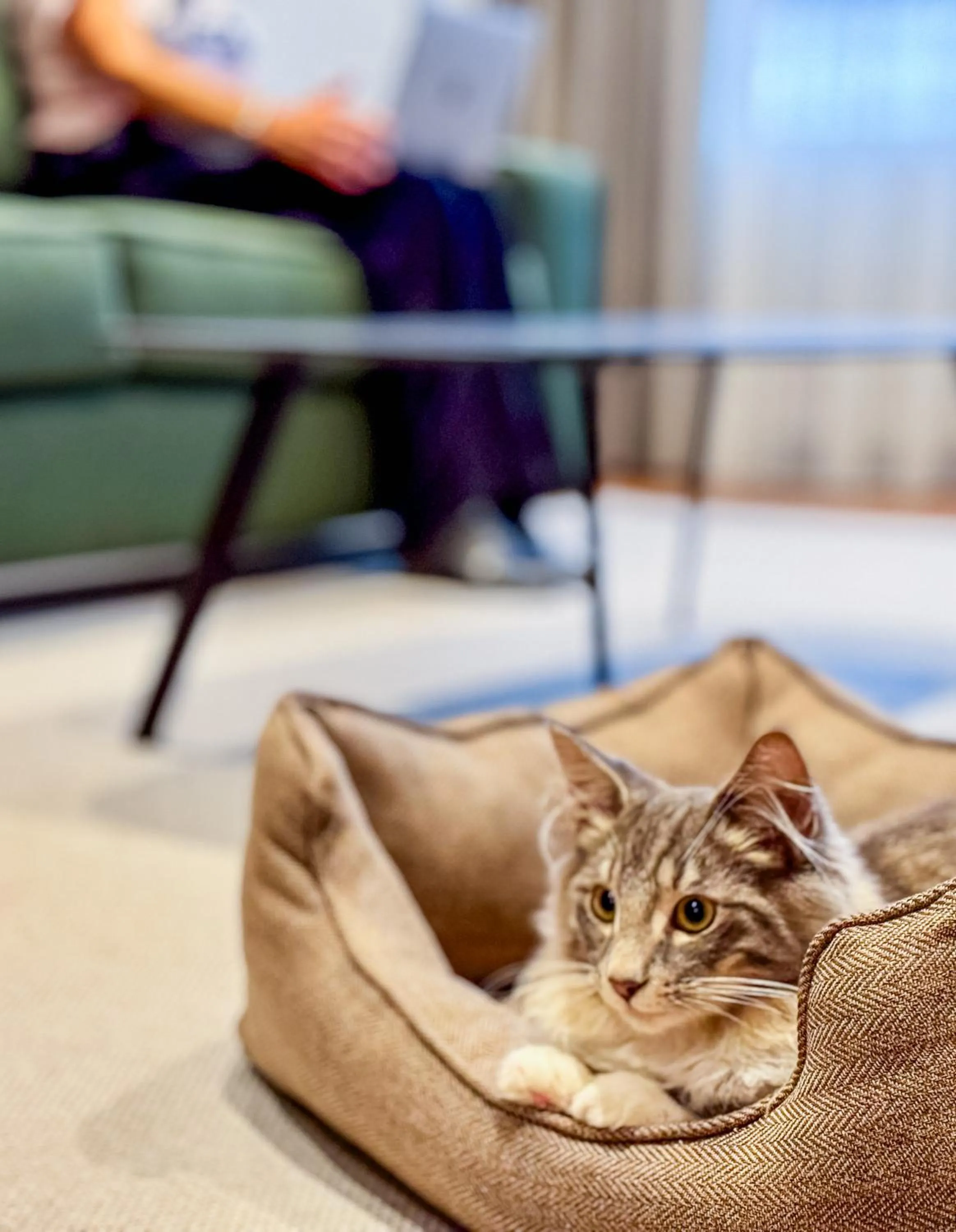Pets in Hotel Bahía de Vigo