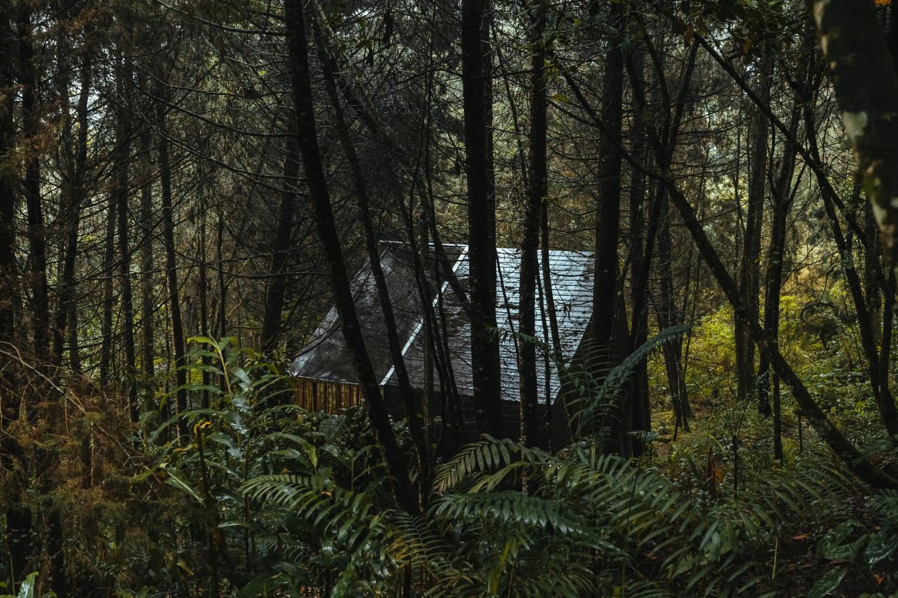 Natural landscape in Oculto refugio de bosque