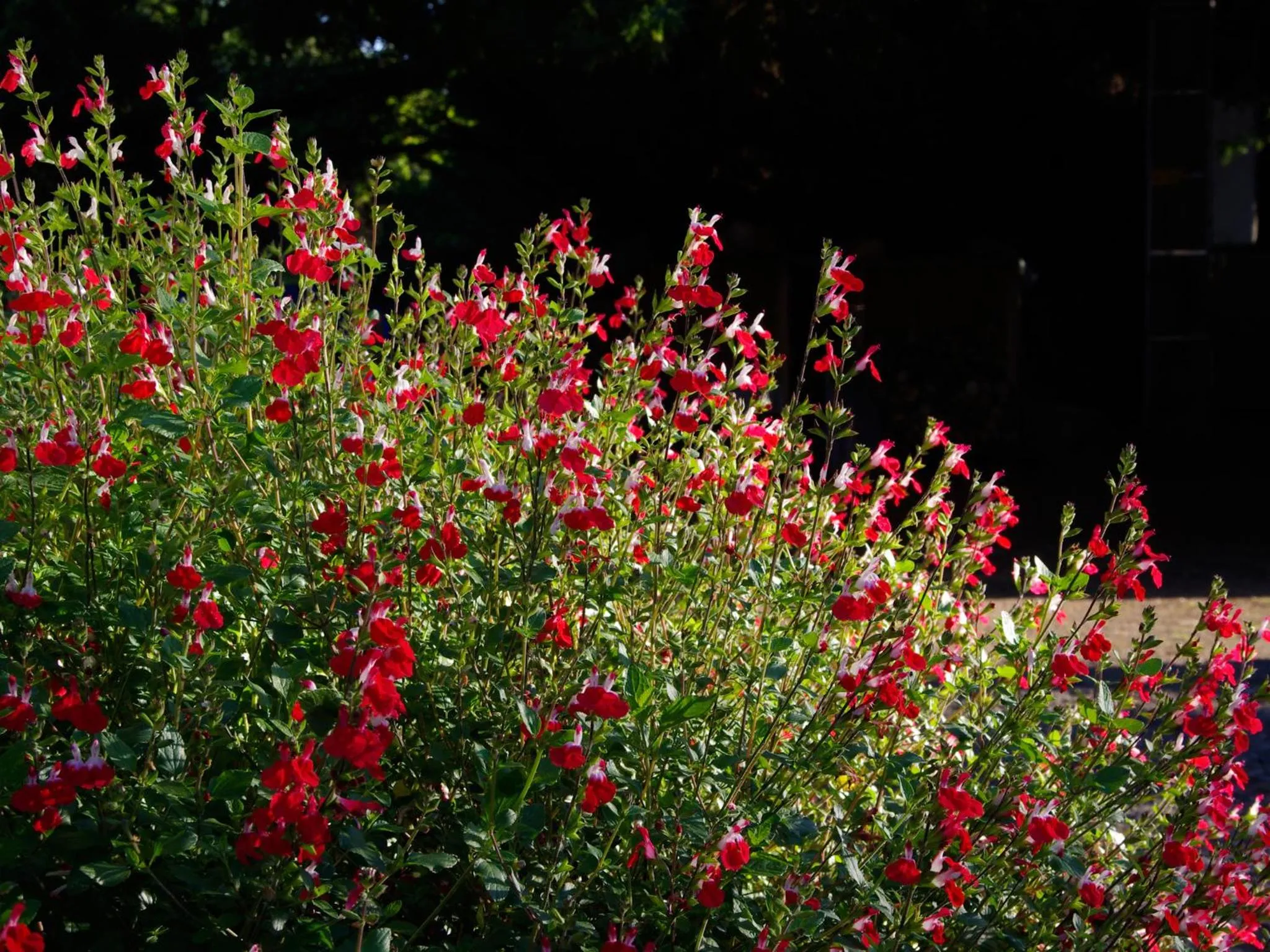 Garden in Châtelet Camelot