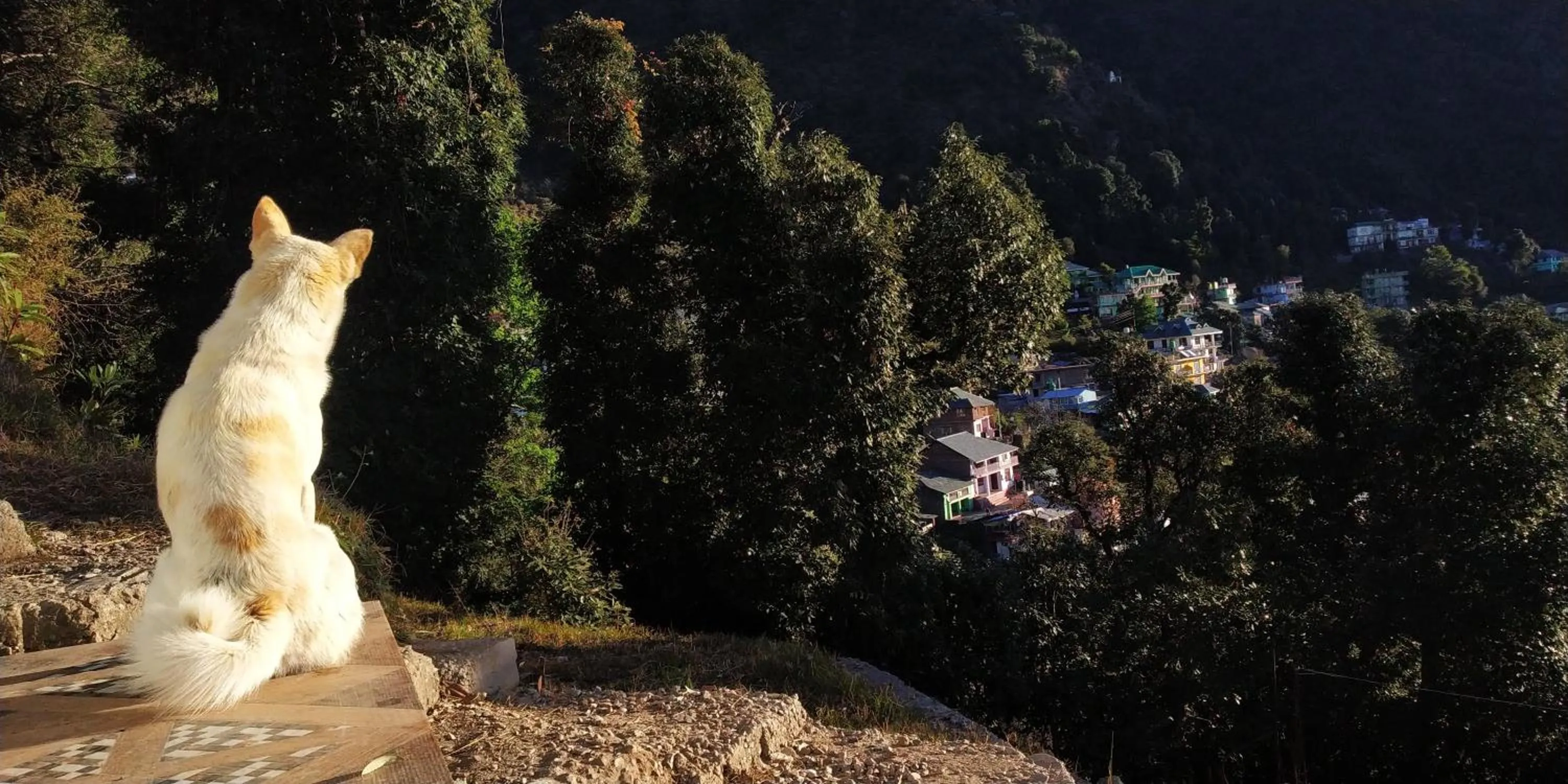 Natural landscape in The Unmad - Dharamkot