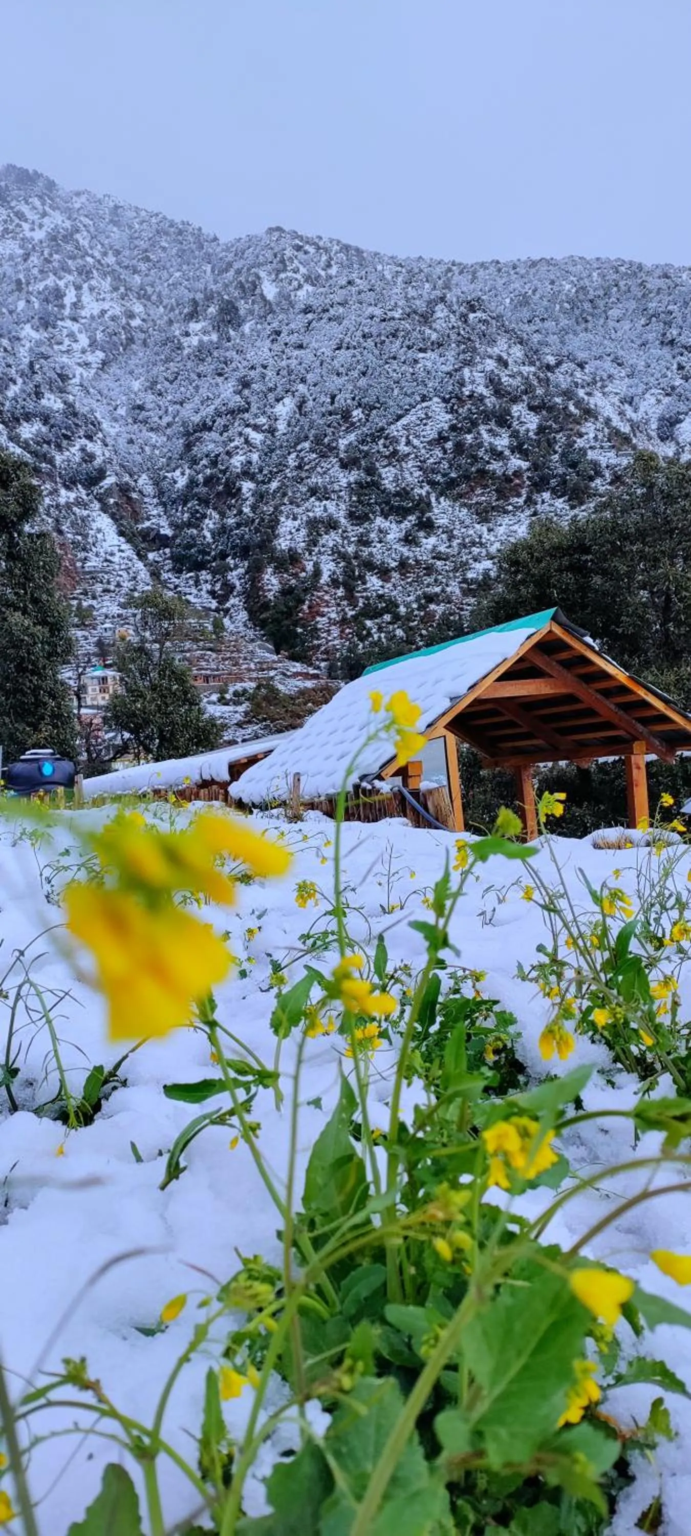 Neighbourhood in The Unmad - Dharamkot