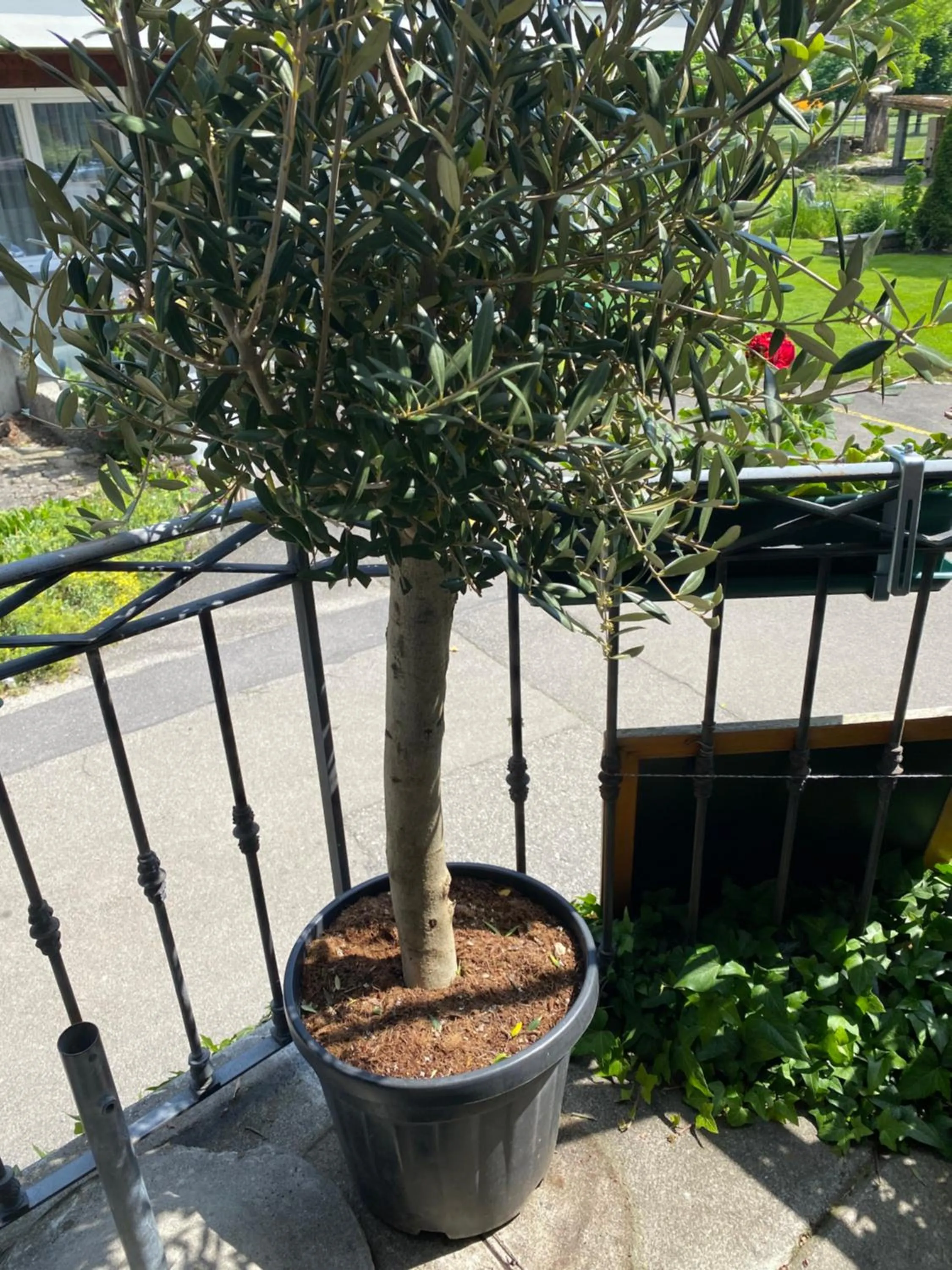 Garden in Hotel Sternen Worb
