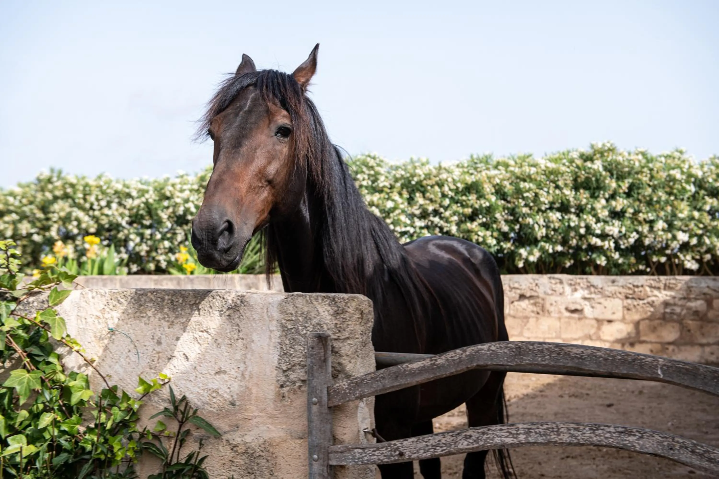 Animals in Agroturismo Son Juaneda