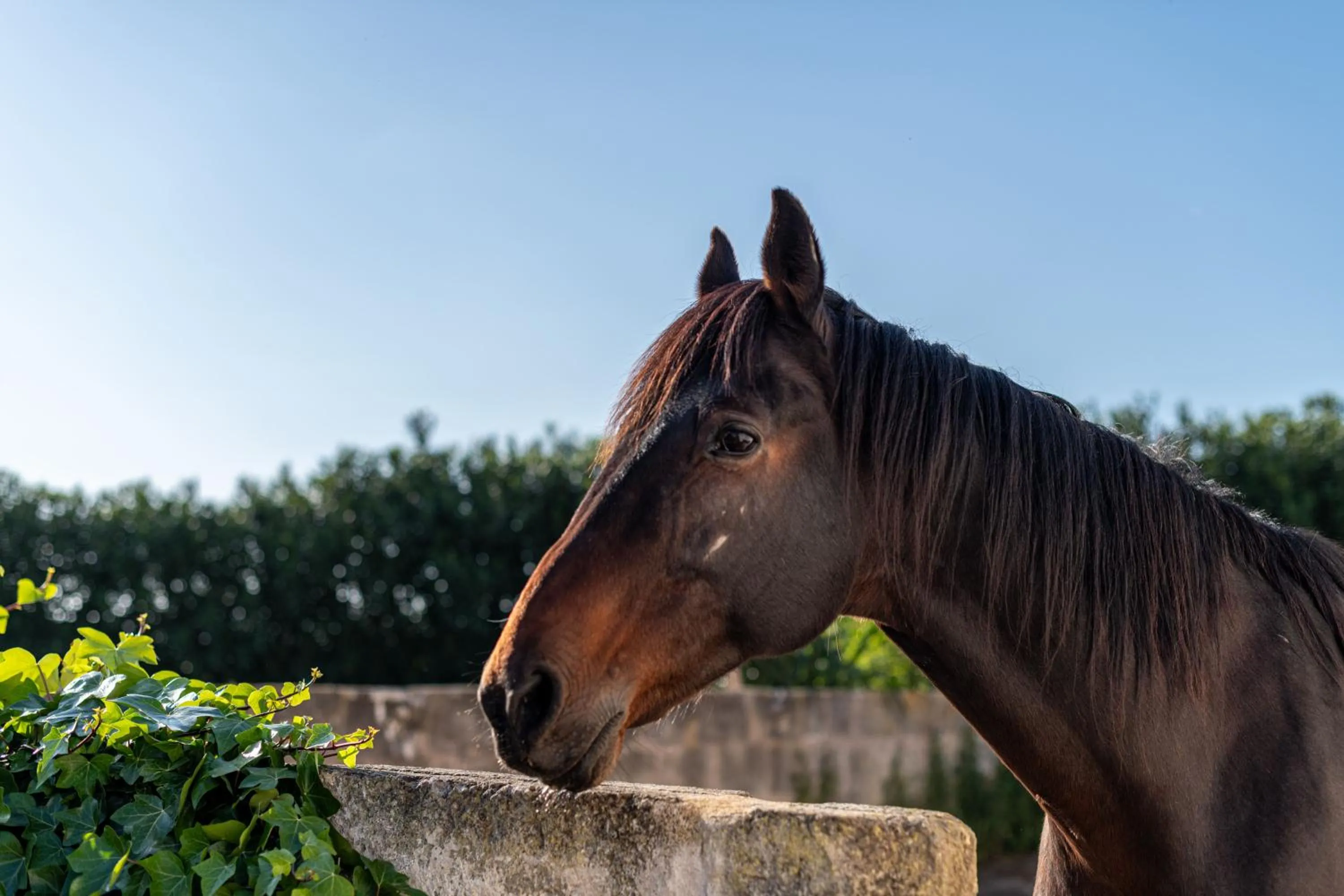 Animals in Agroturismo Son Juaneda