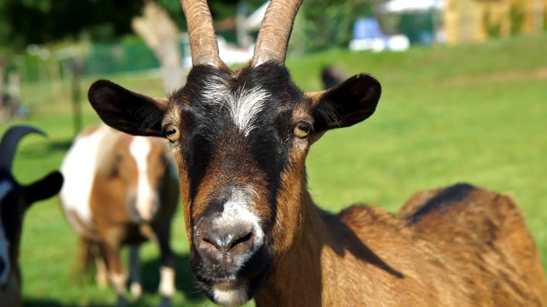 Pets in Le Hameau des Genets