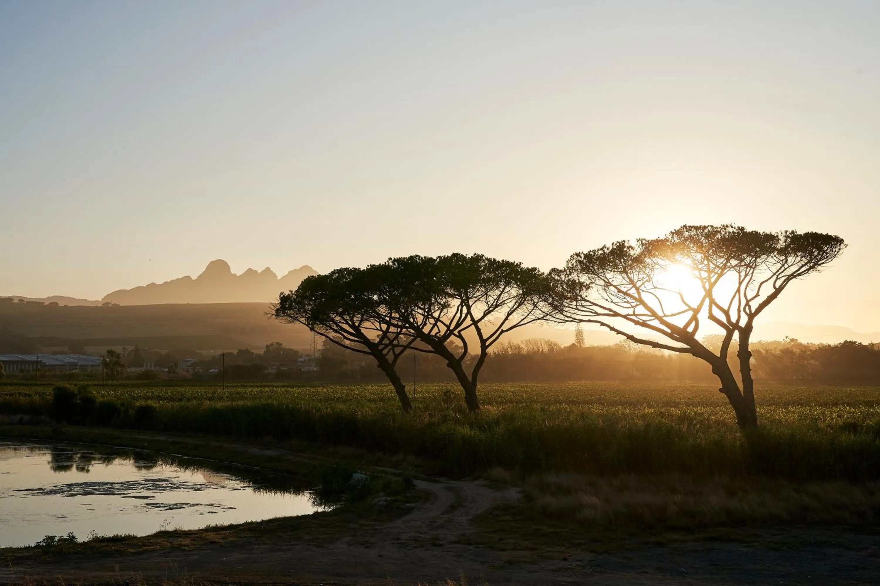 Mountain view in Vergenoegd Löw Boutique Hotel & Spa