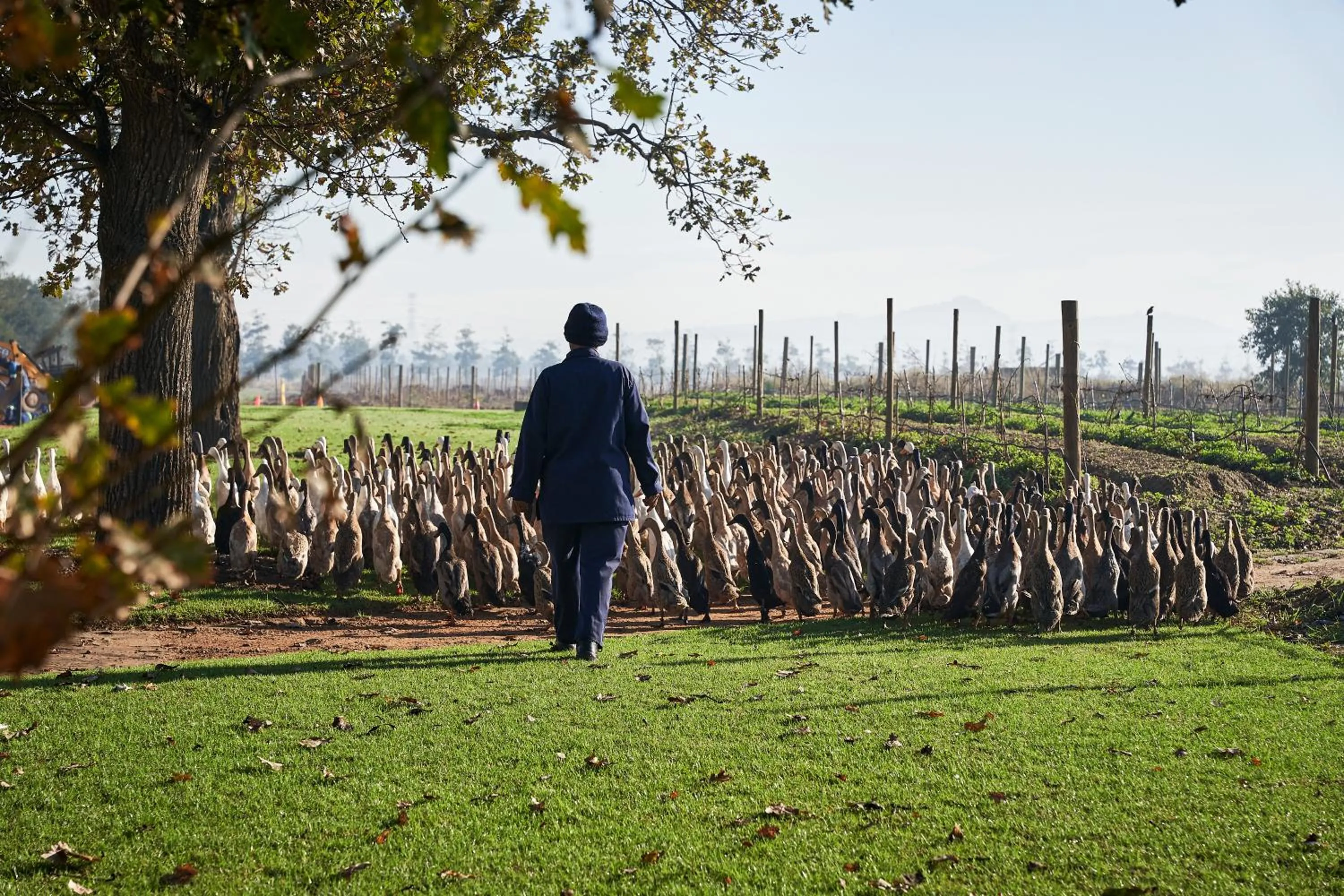 Activities in Vergenoegd Löw Boutique Hotel & Spa