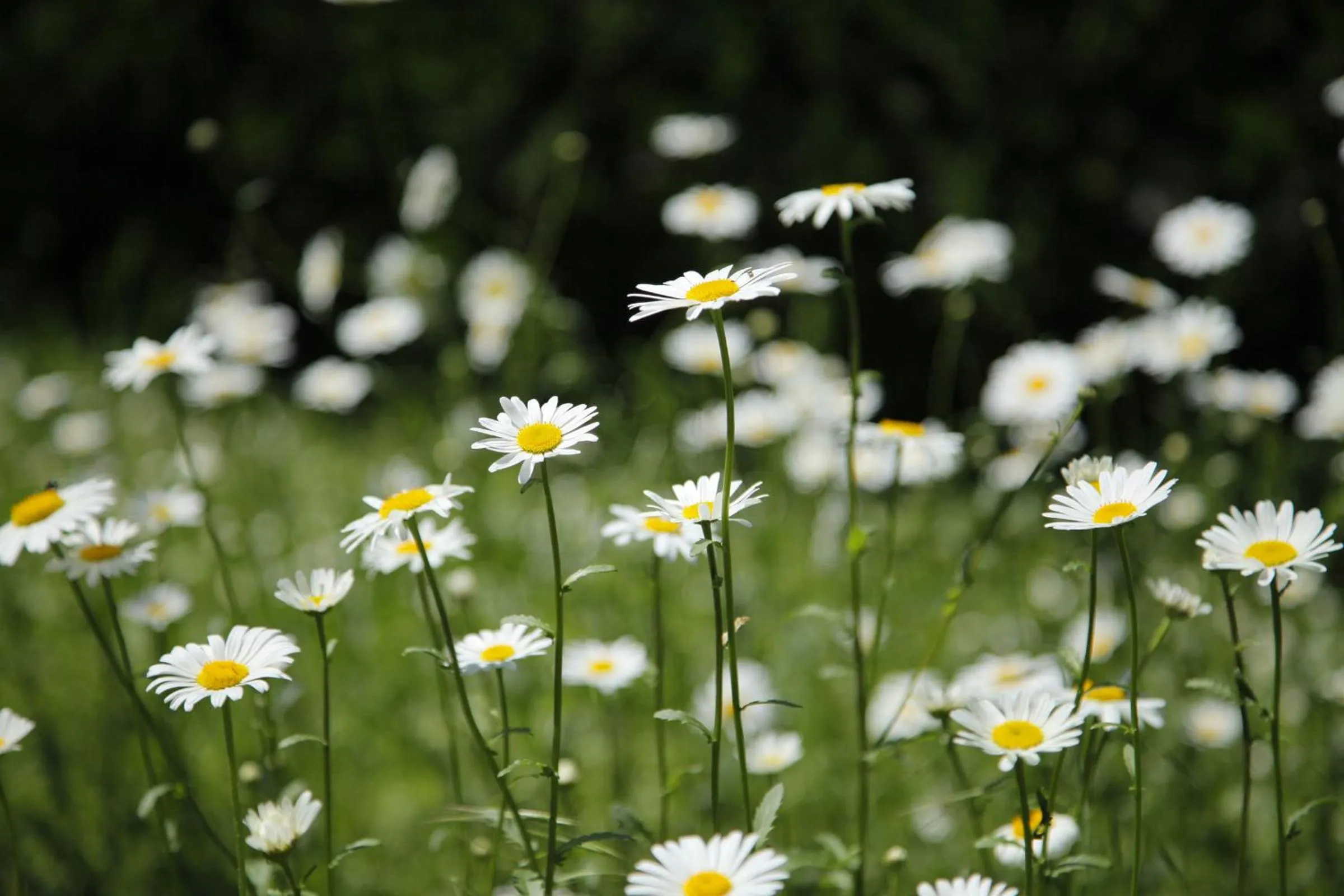 Garden in Garni Villa Tyrol - Adults Only