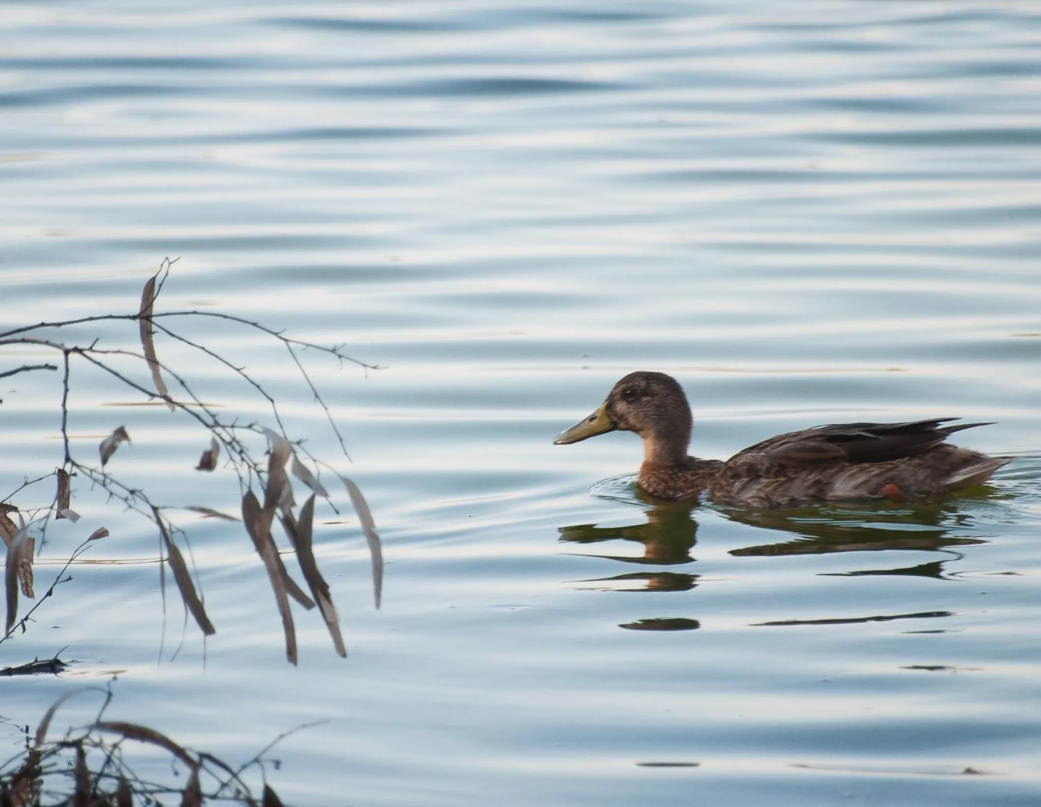 Natural landscape in Universal Aparthotel Elisa