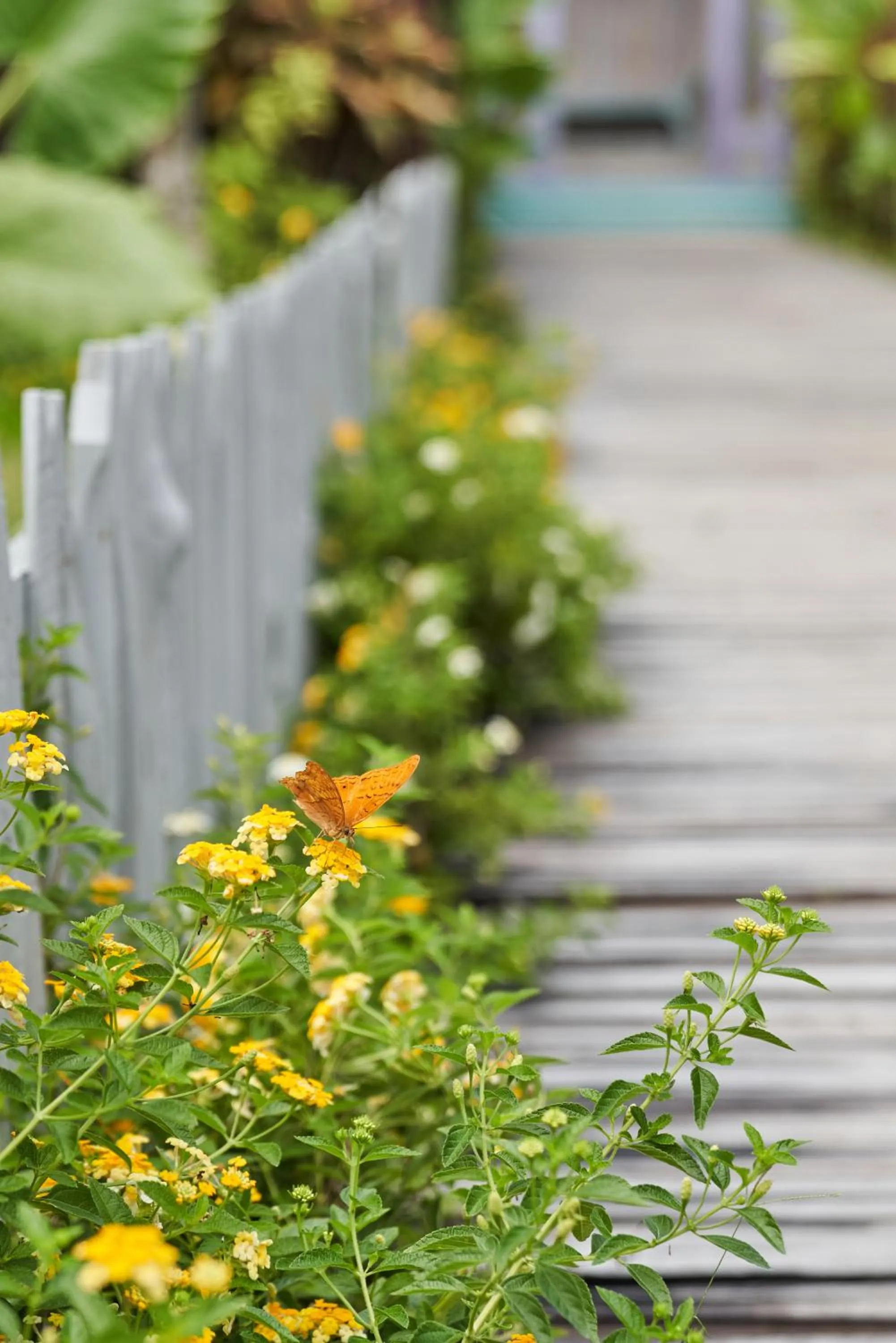 Spring in Casa Batu Belig