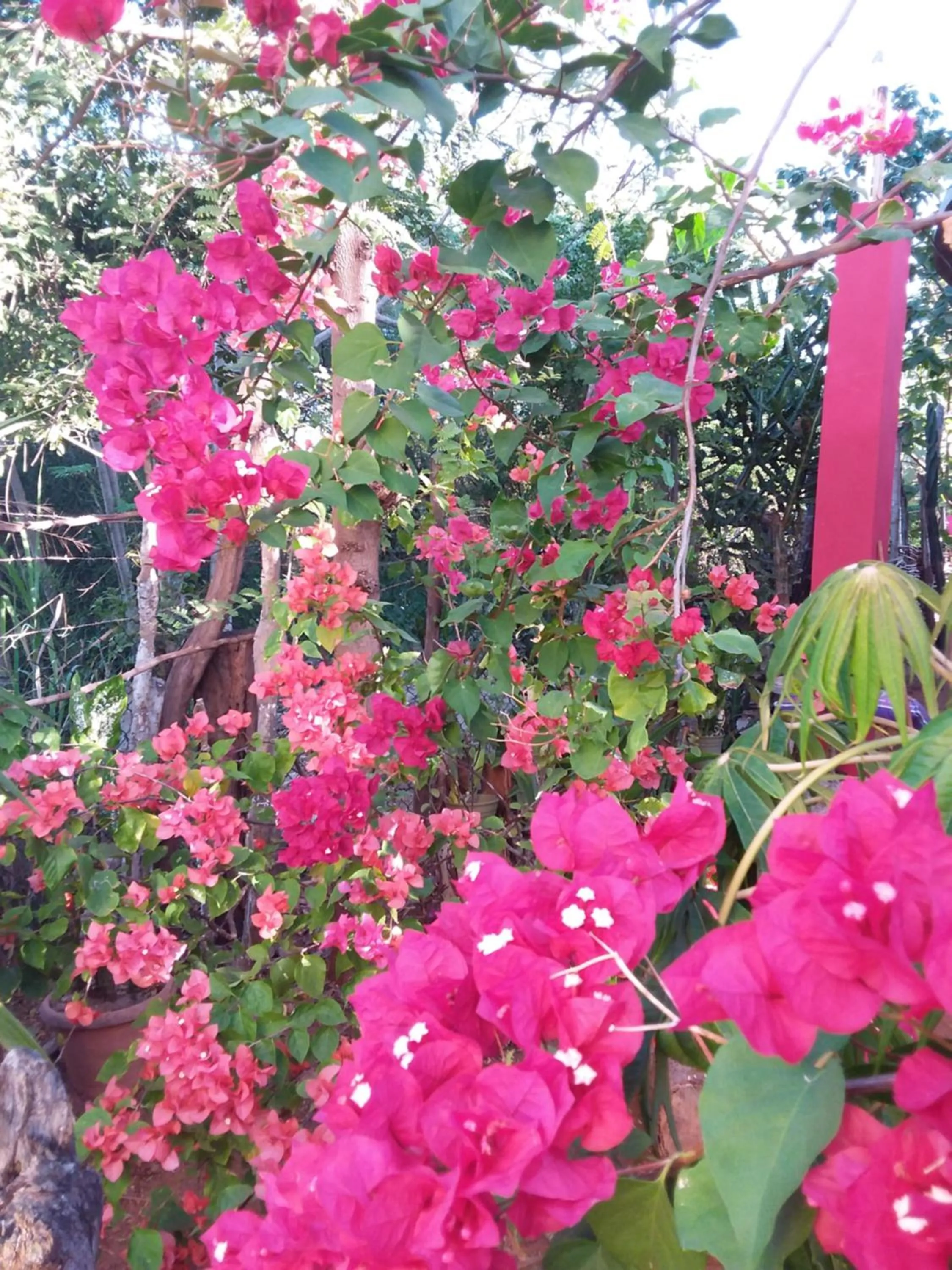 Garden in KuDehya Guesthouse