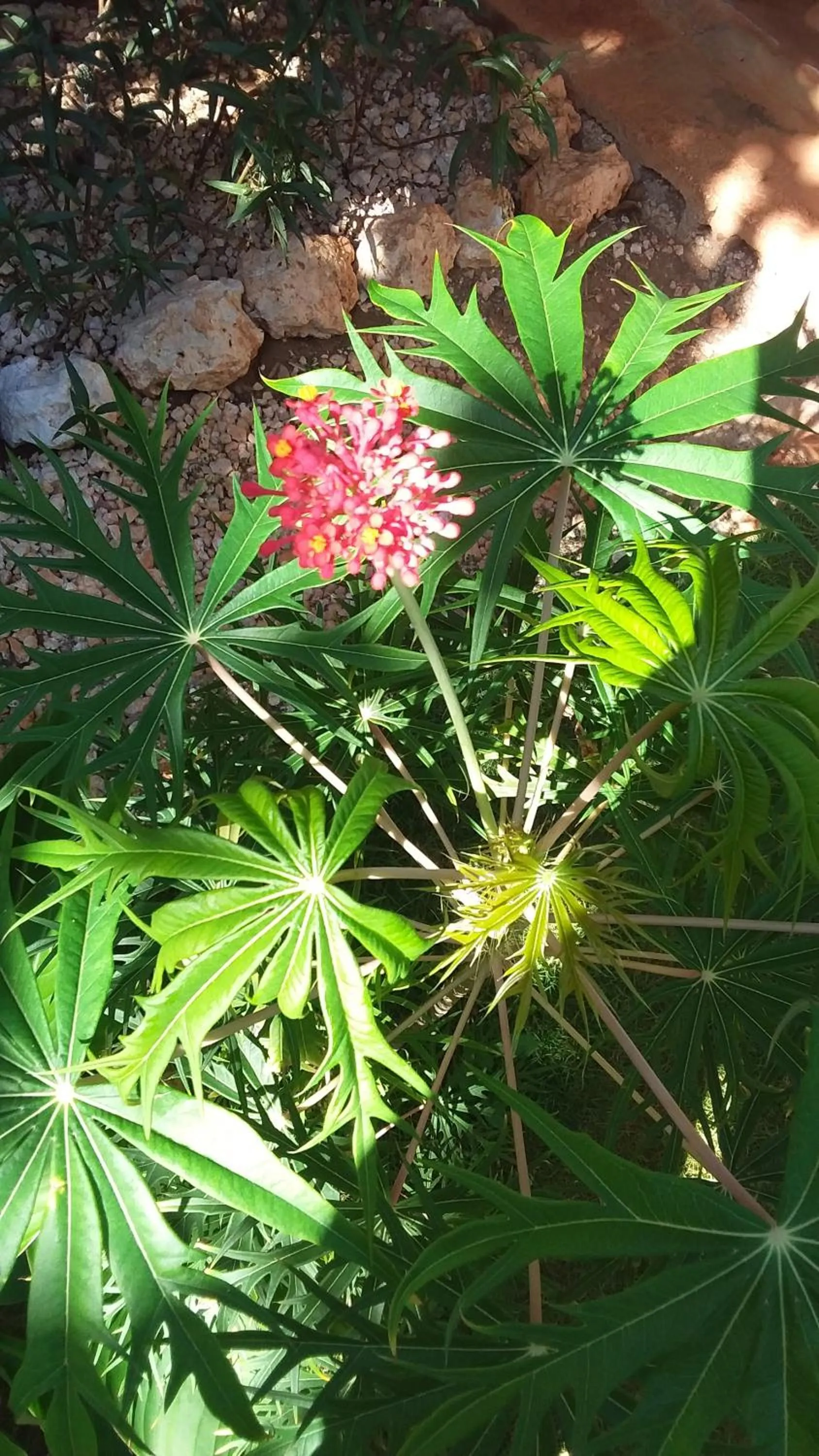 Garden in KuDehya Guesthouse