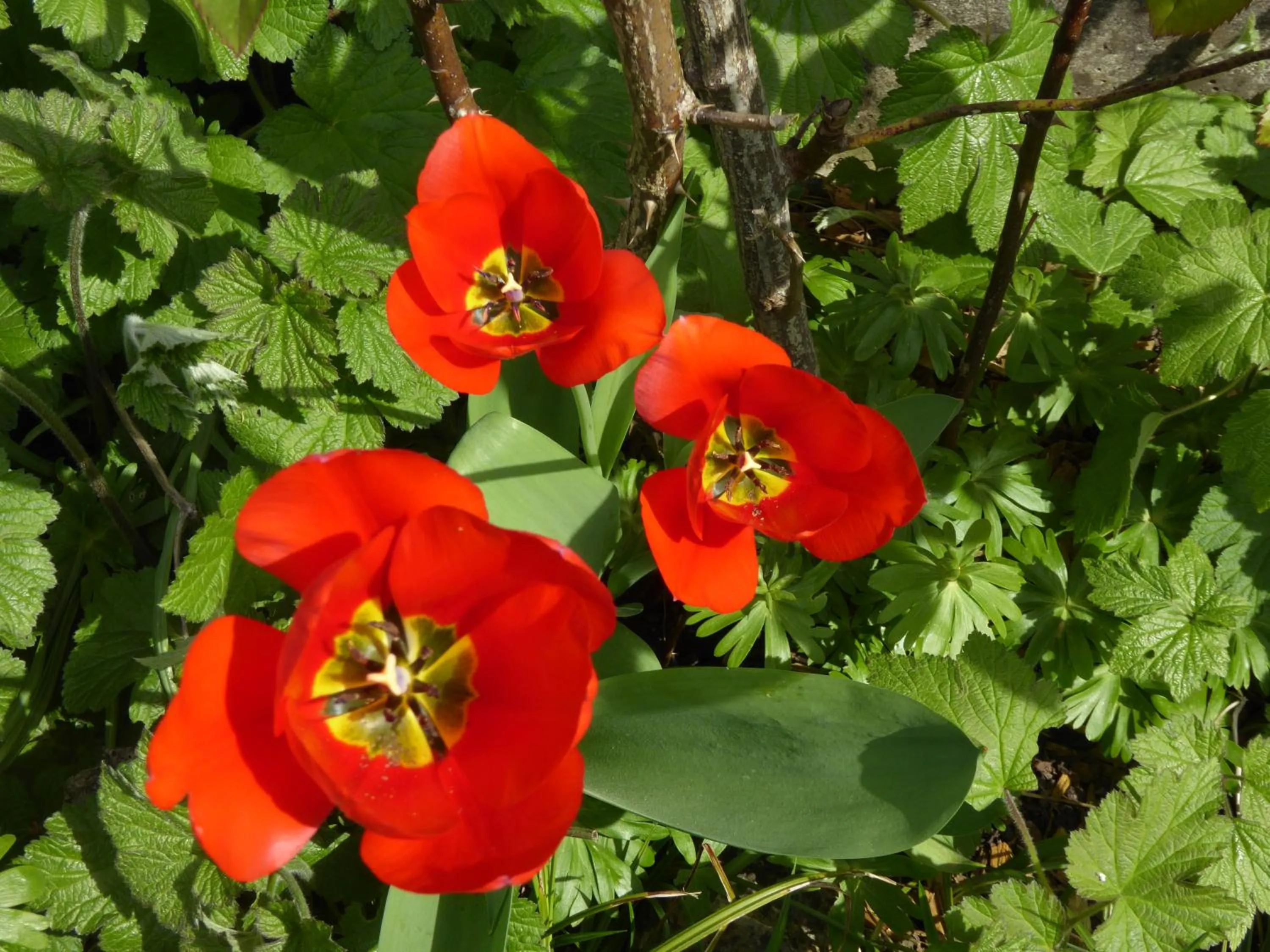 Spring in Chez Jean et Daisy