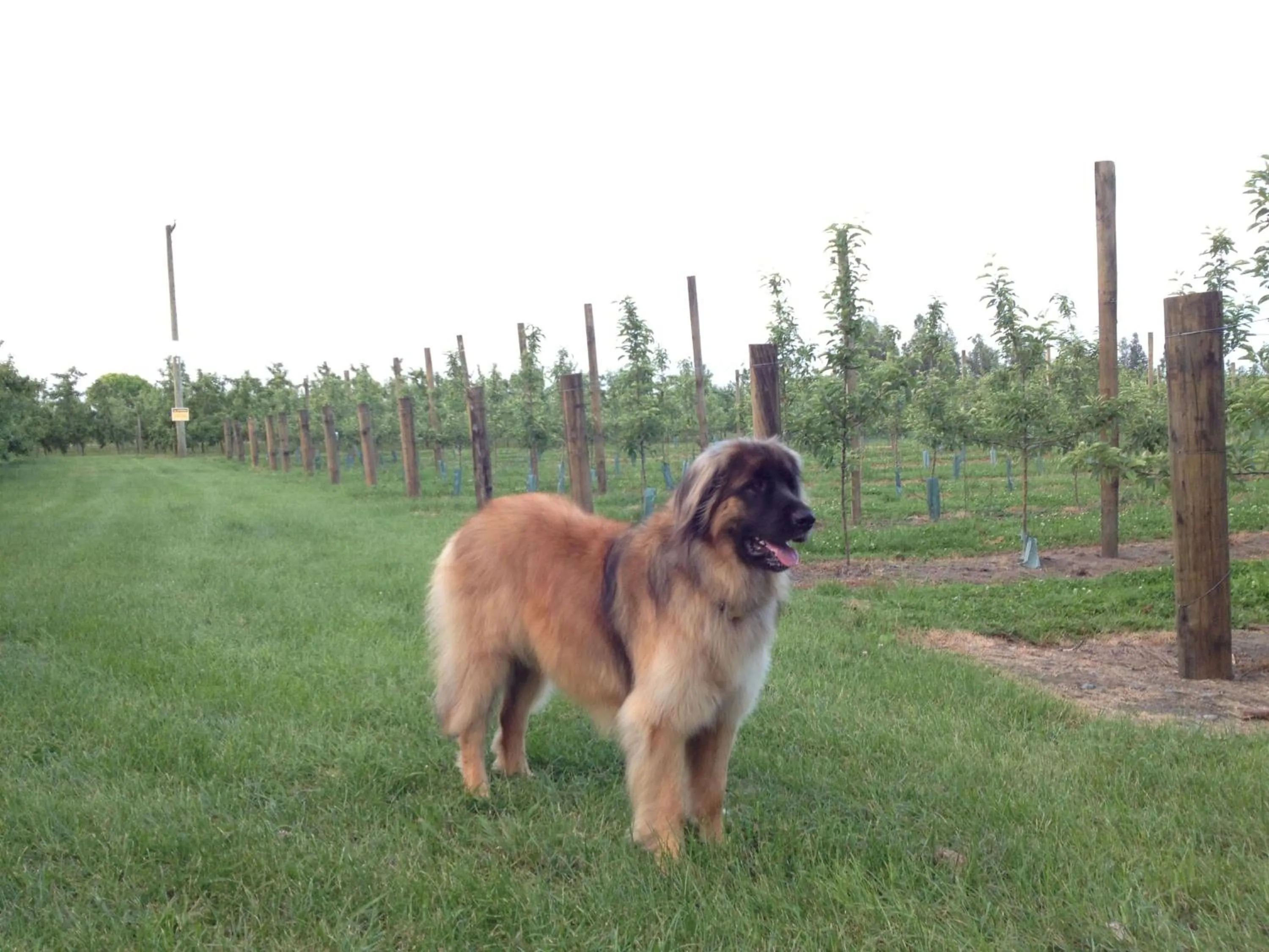 View (from property/room) in Bluebell Lodge and Cottage