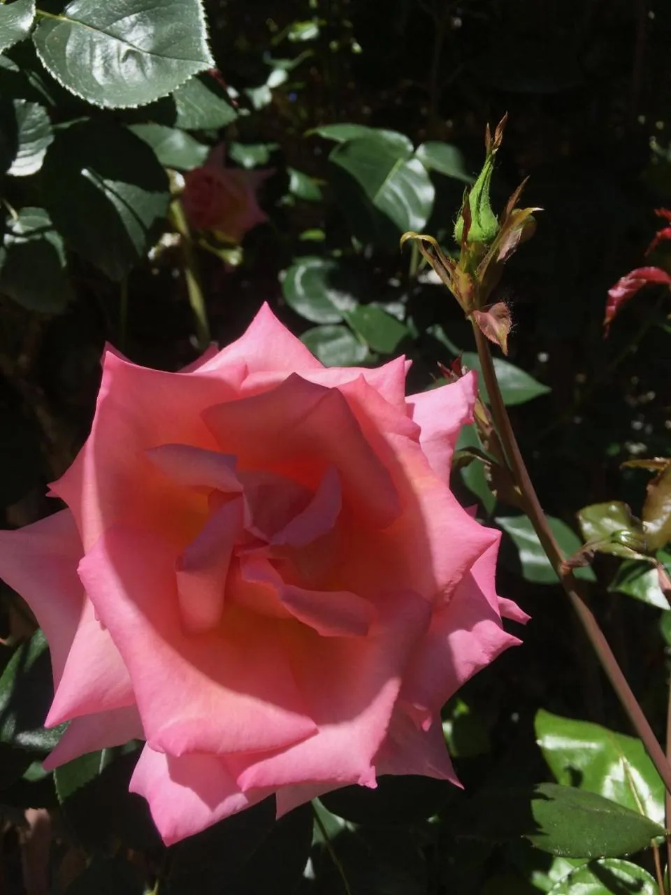 Garden in Bluebell Lodge and Cottage