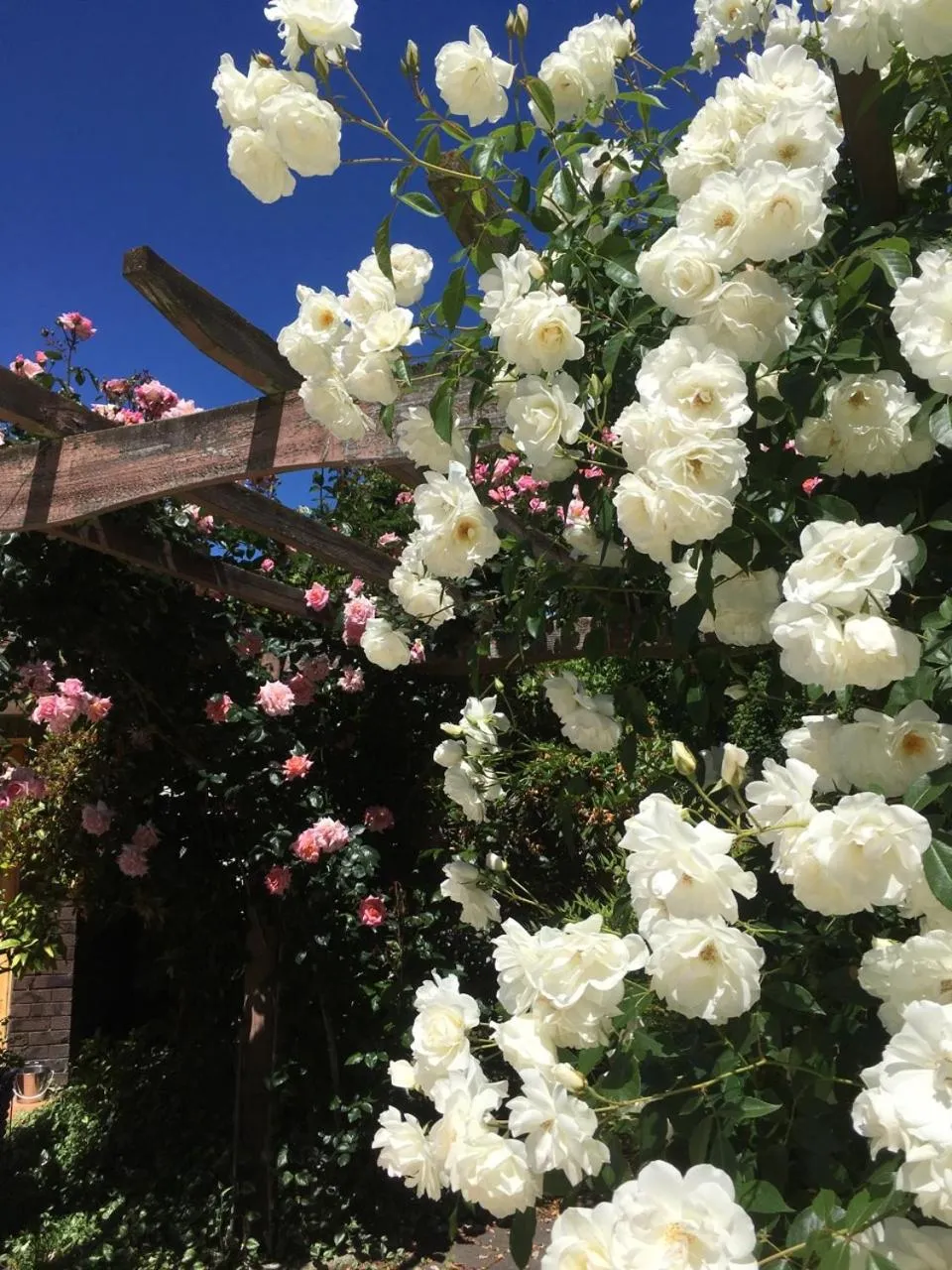 Garden in Bluebell Lodge and Cottage