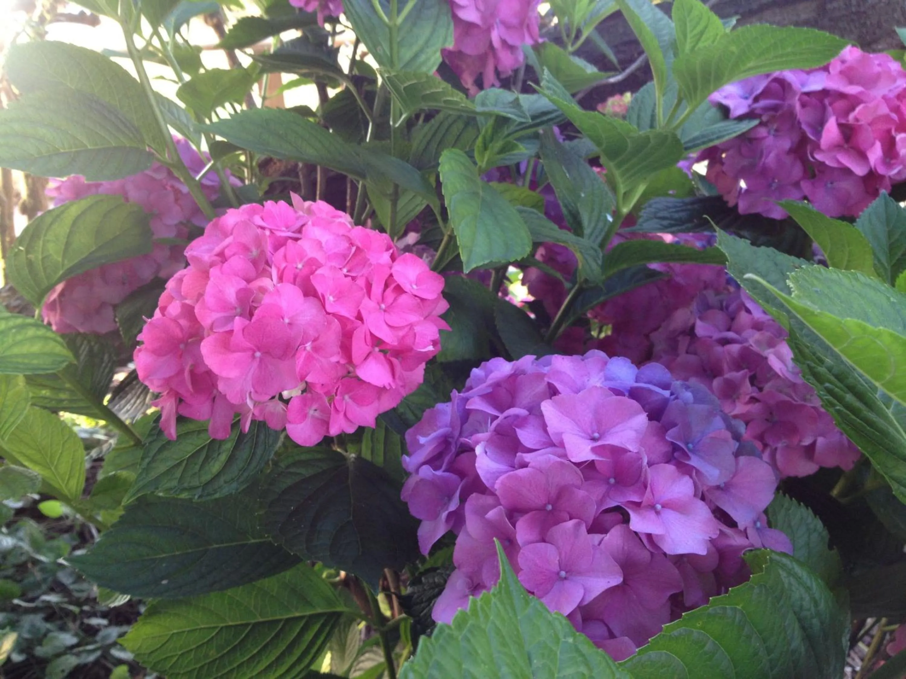 Garden in Bluebell Lodge and Cottage