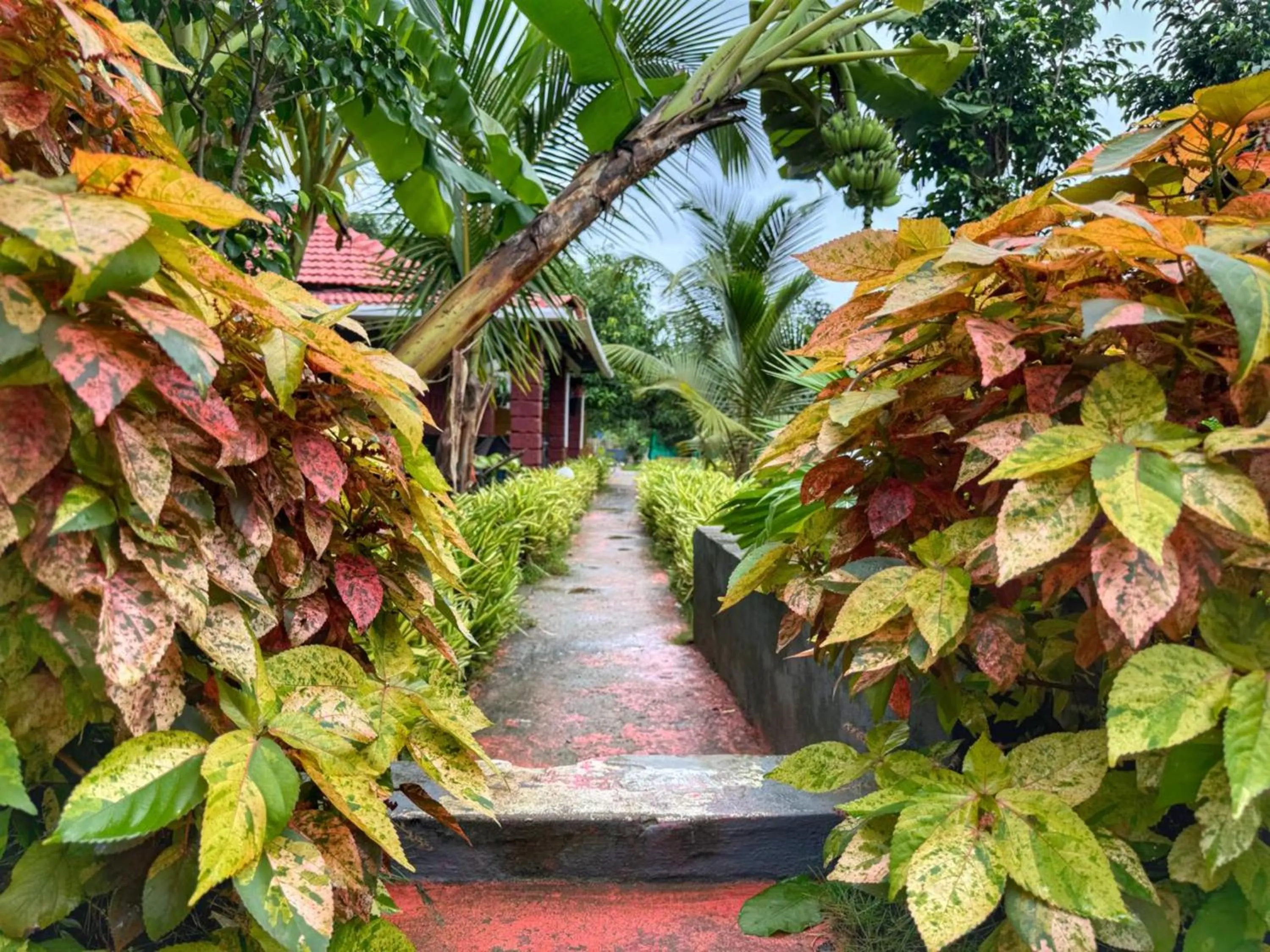 White Truffle Resort, Arambol