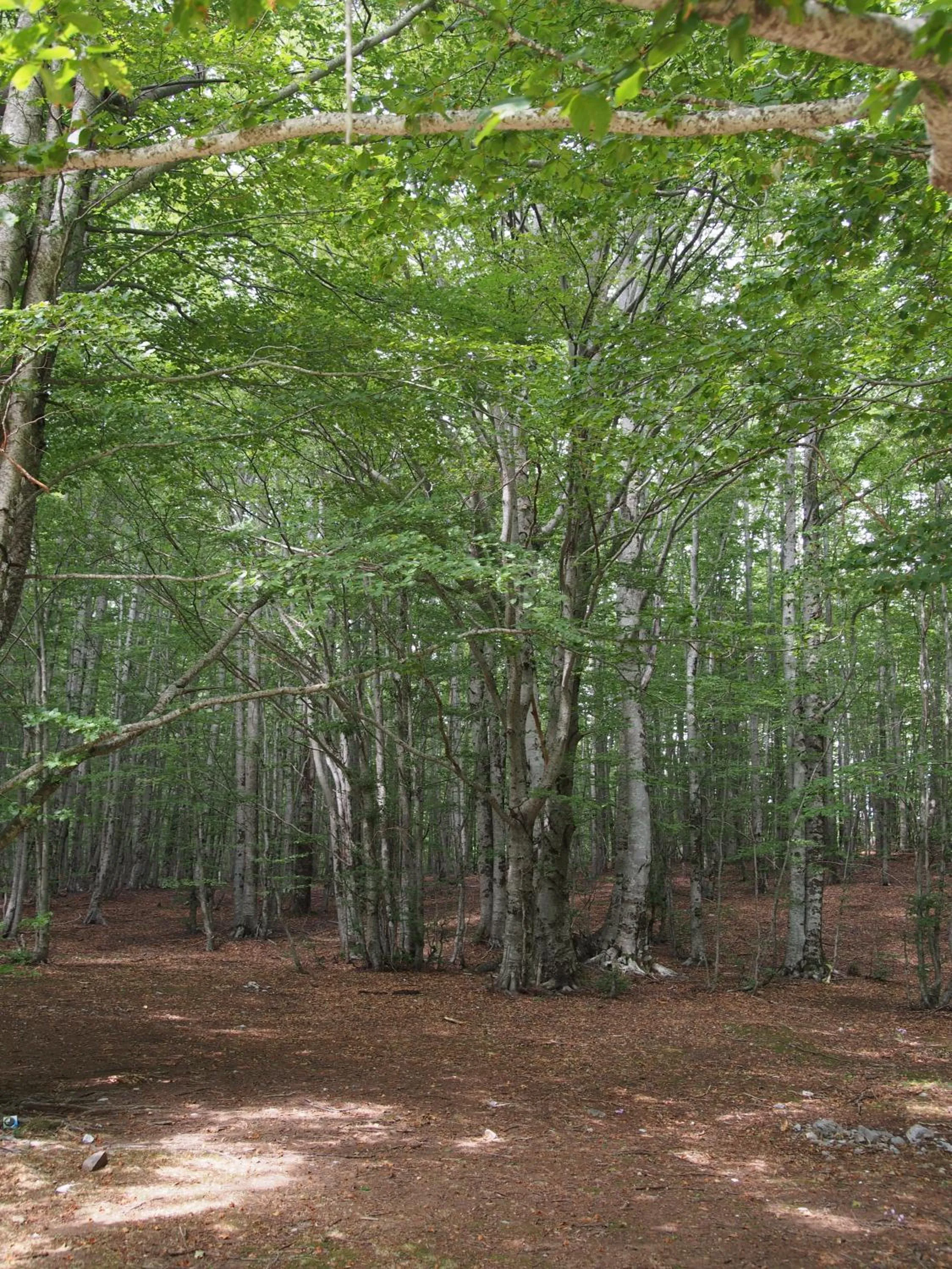 Natural landscape in Il Belvedere