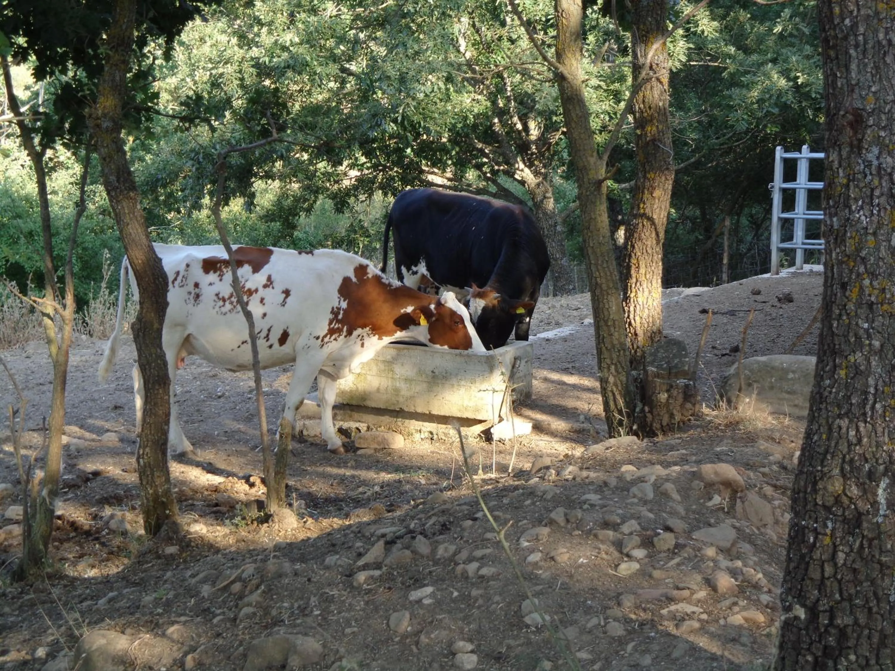 Animals in Agriturismo San Pietro