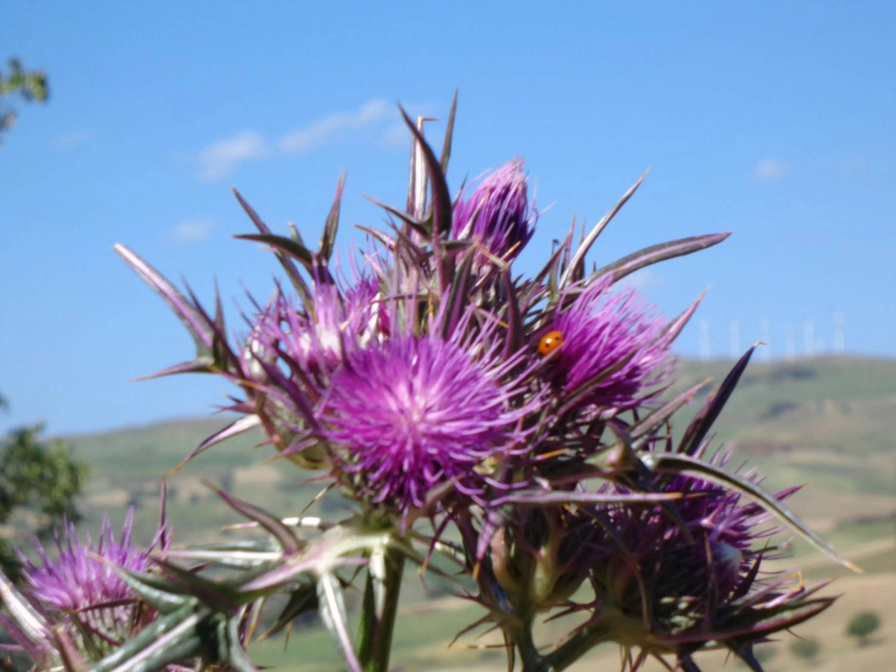 Natural landscape in Agriturismo San Pietro