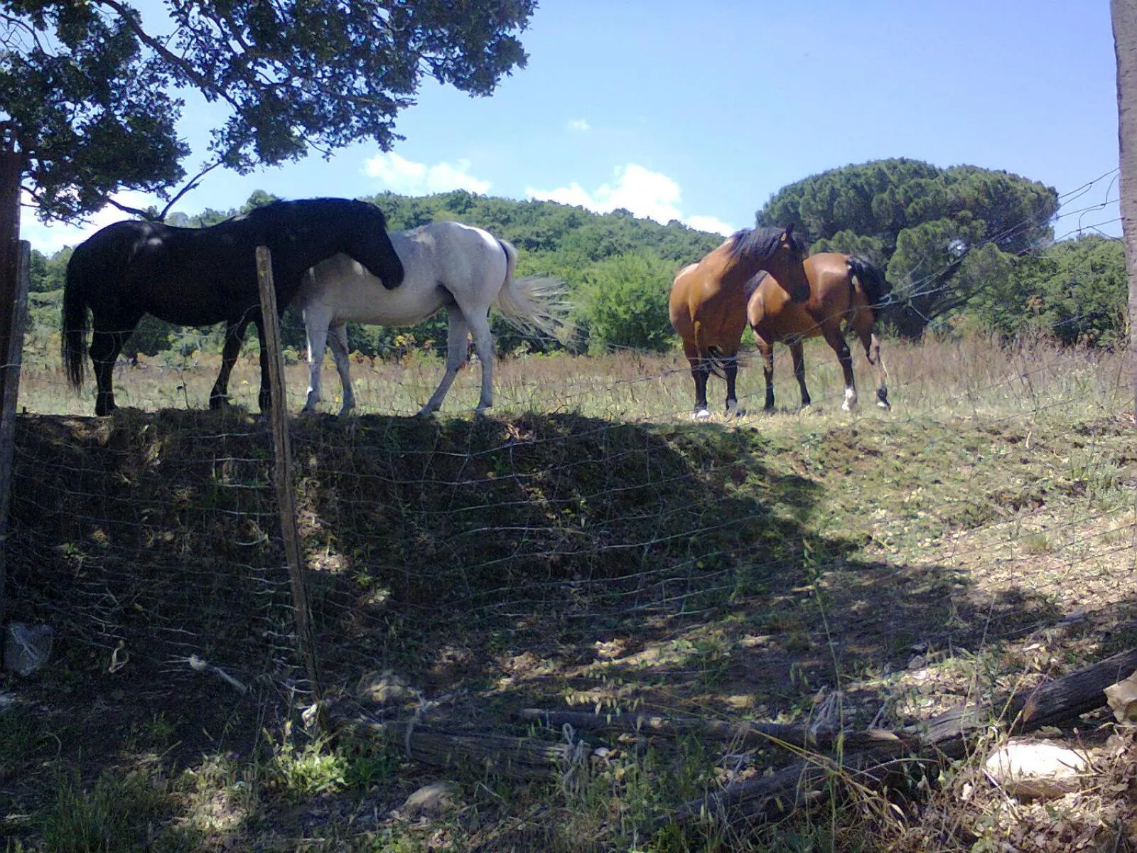 Horse-riding in Agriturismo San Pietro