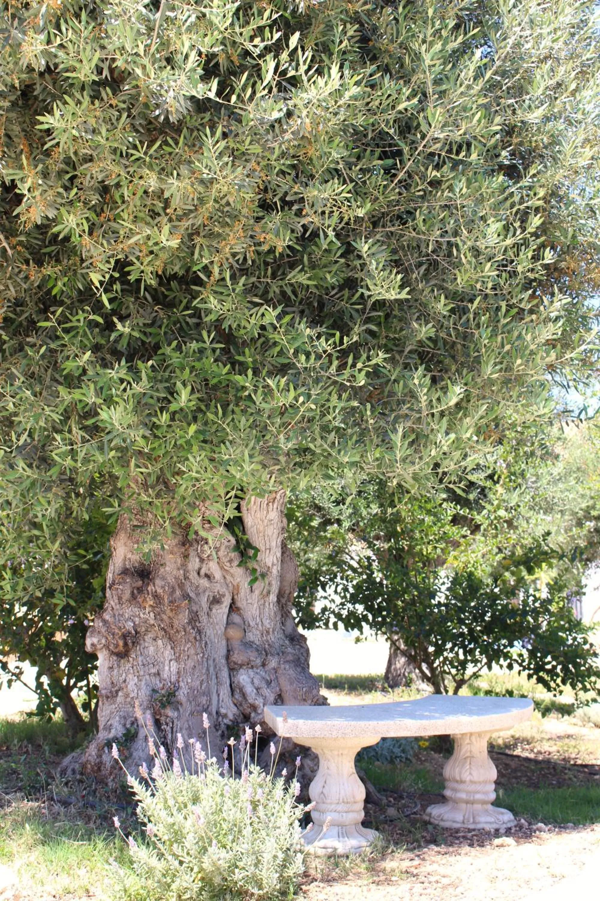 Garden in Hotel de Charme Capela das Artes