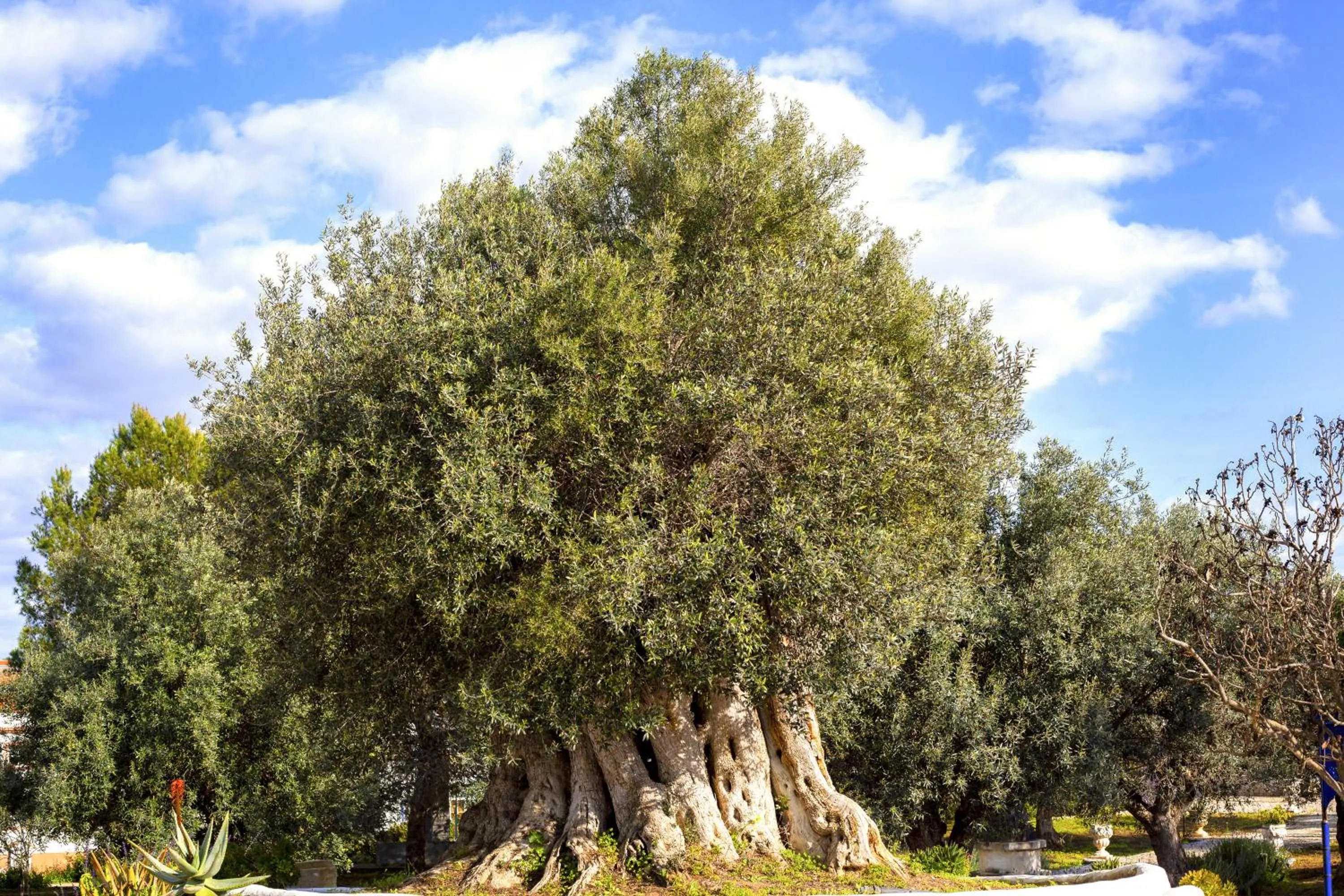 Garden in Hotel de Charme Capela das Artes