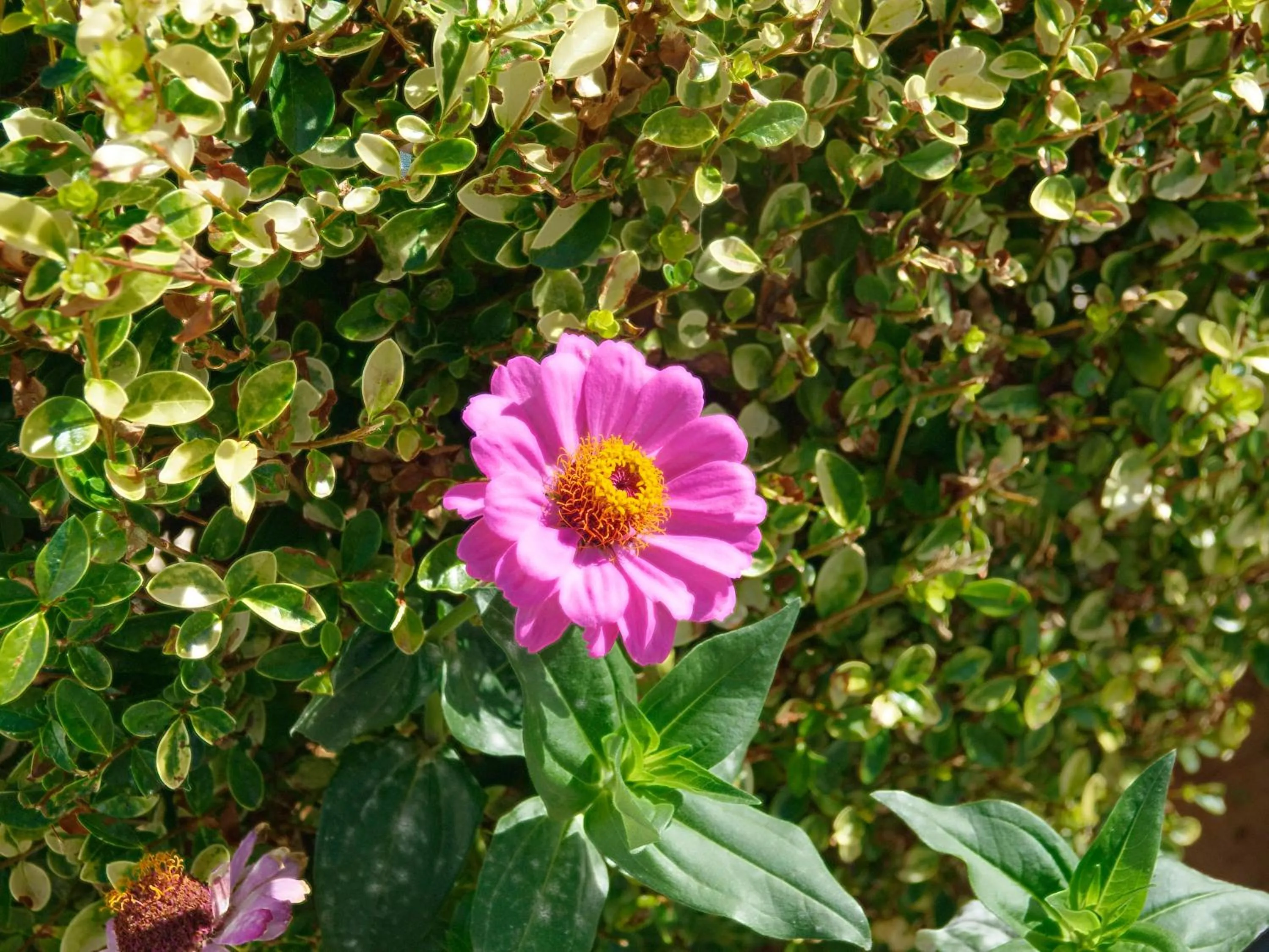 Garden in Flamingos Hotel Apartments