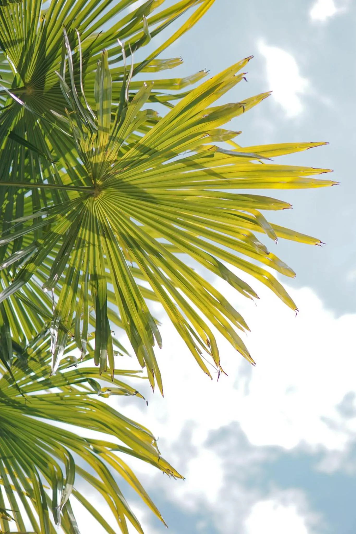 Swimming pool in Oberwirtshof