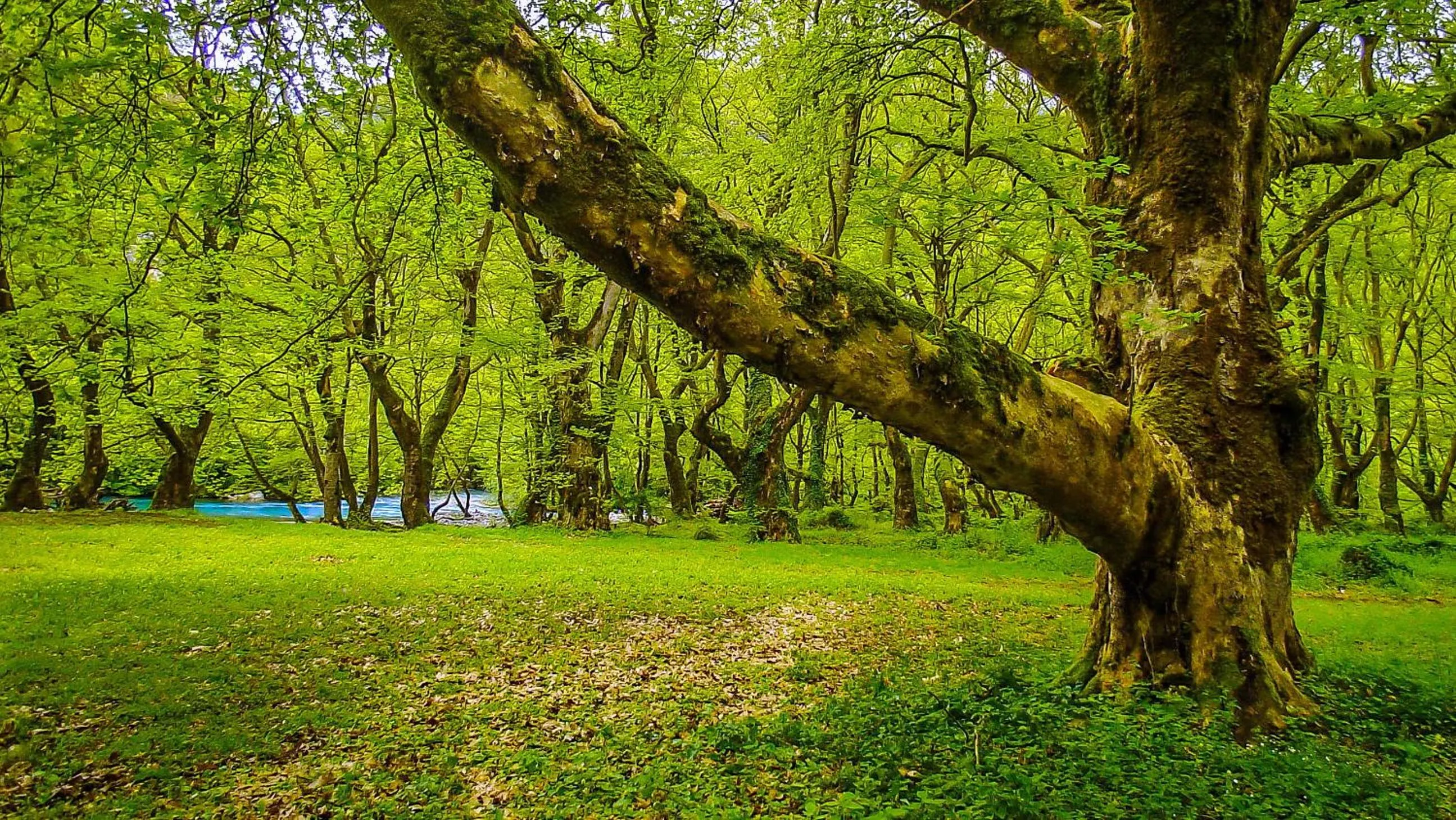 Natural landscape in Dilofo Hotel Luxury Suites