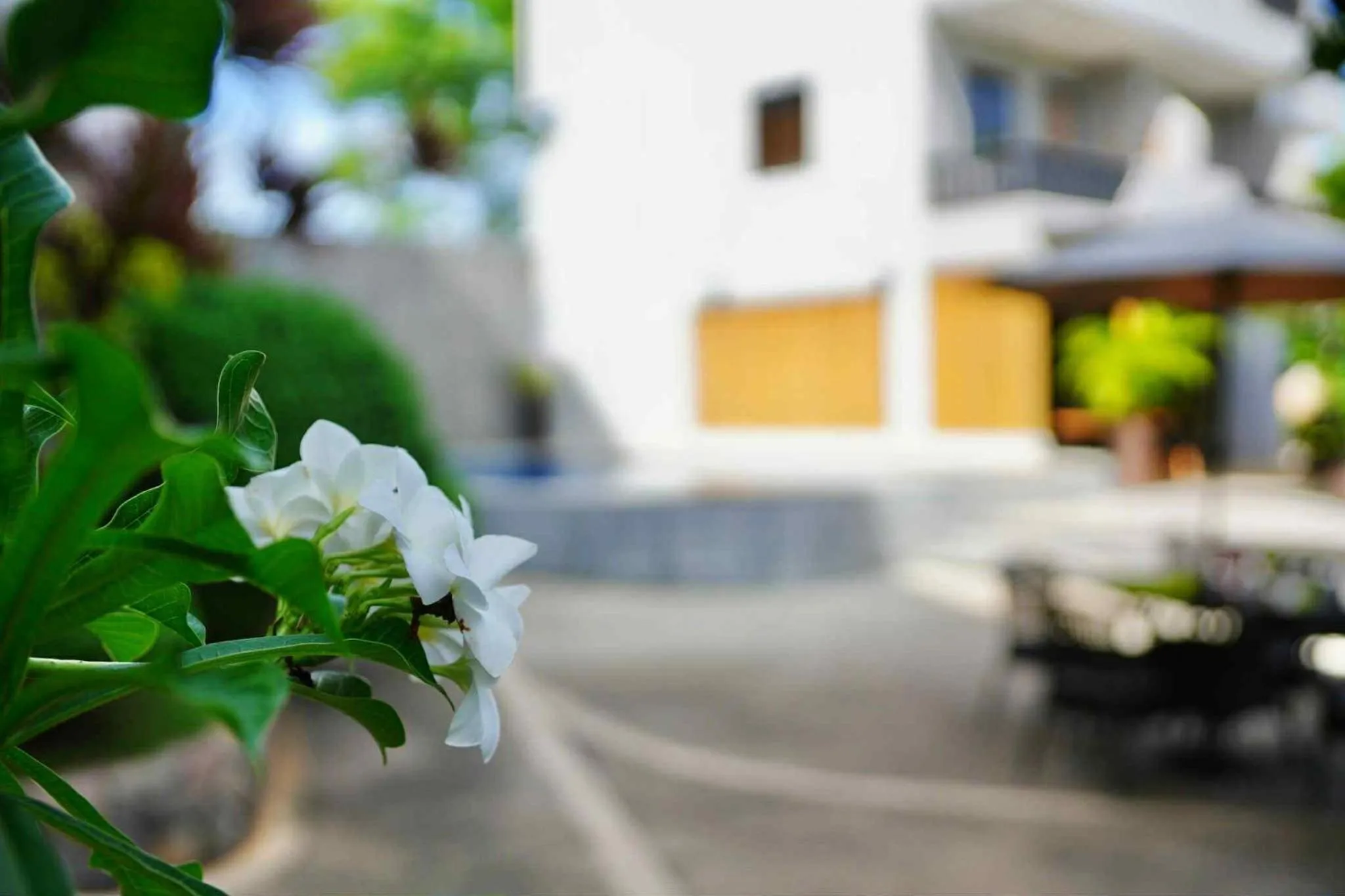 Garden view in Mayfair Resort