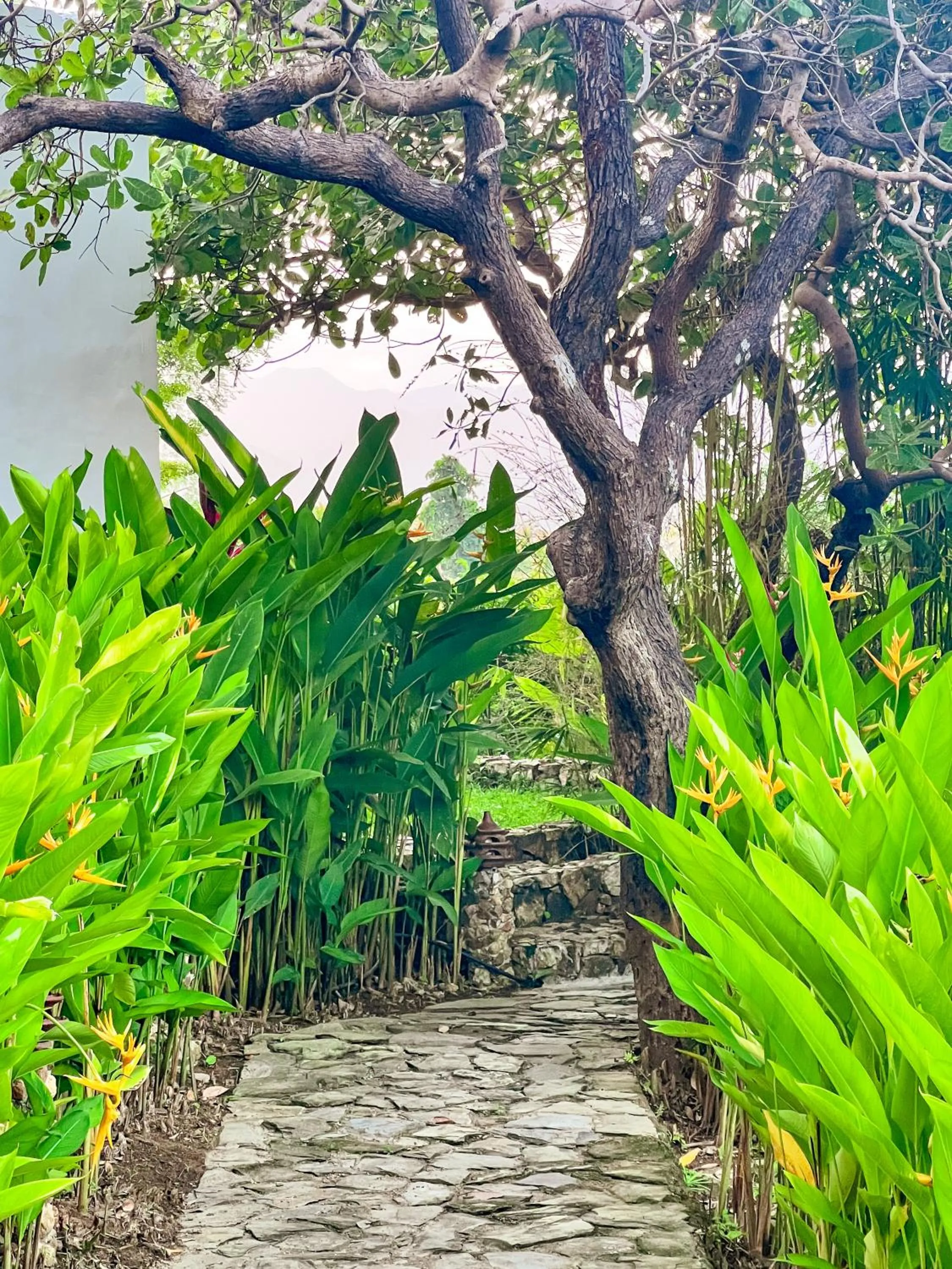 Garden in The Dream Beach Resort