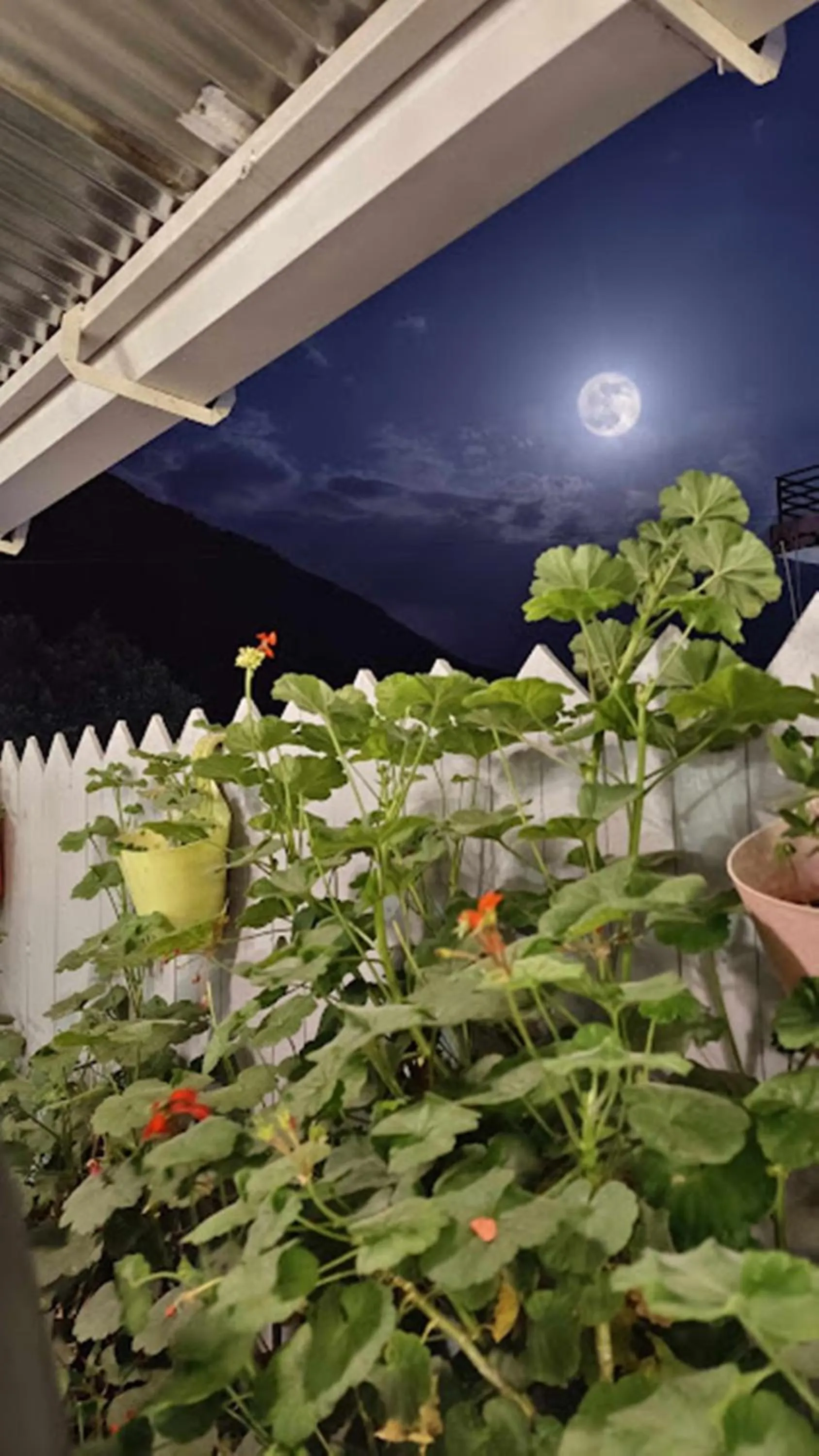 Garden in LA SIESTA INDIA MCLEODGANJ