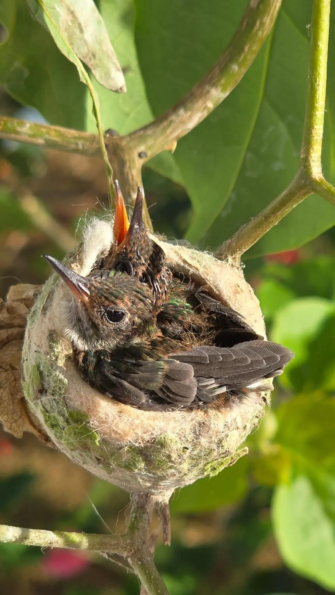 Animals in Greenheart Boutique Hotel