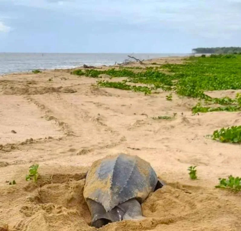 Animals in Greenheart Boutique Hotel