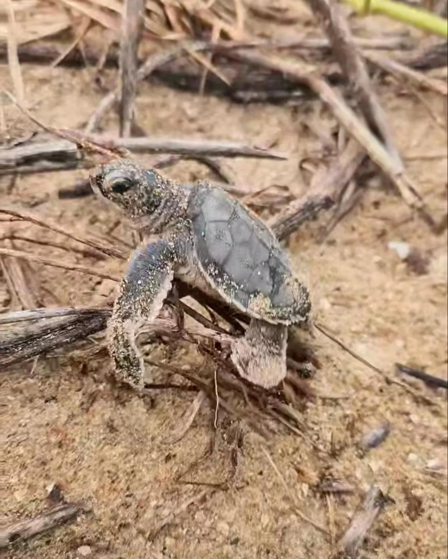 Animals in Greenheart Boutique Hotel