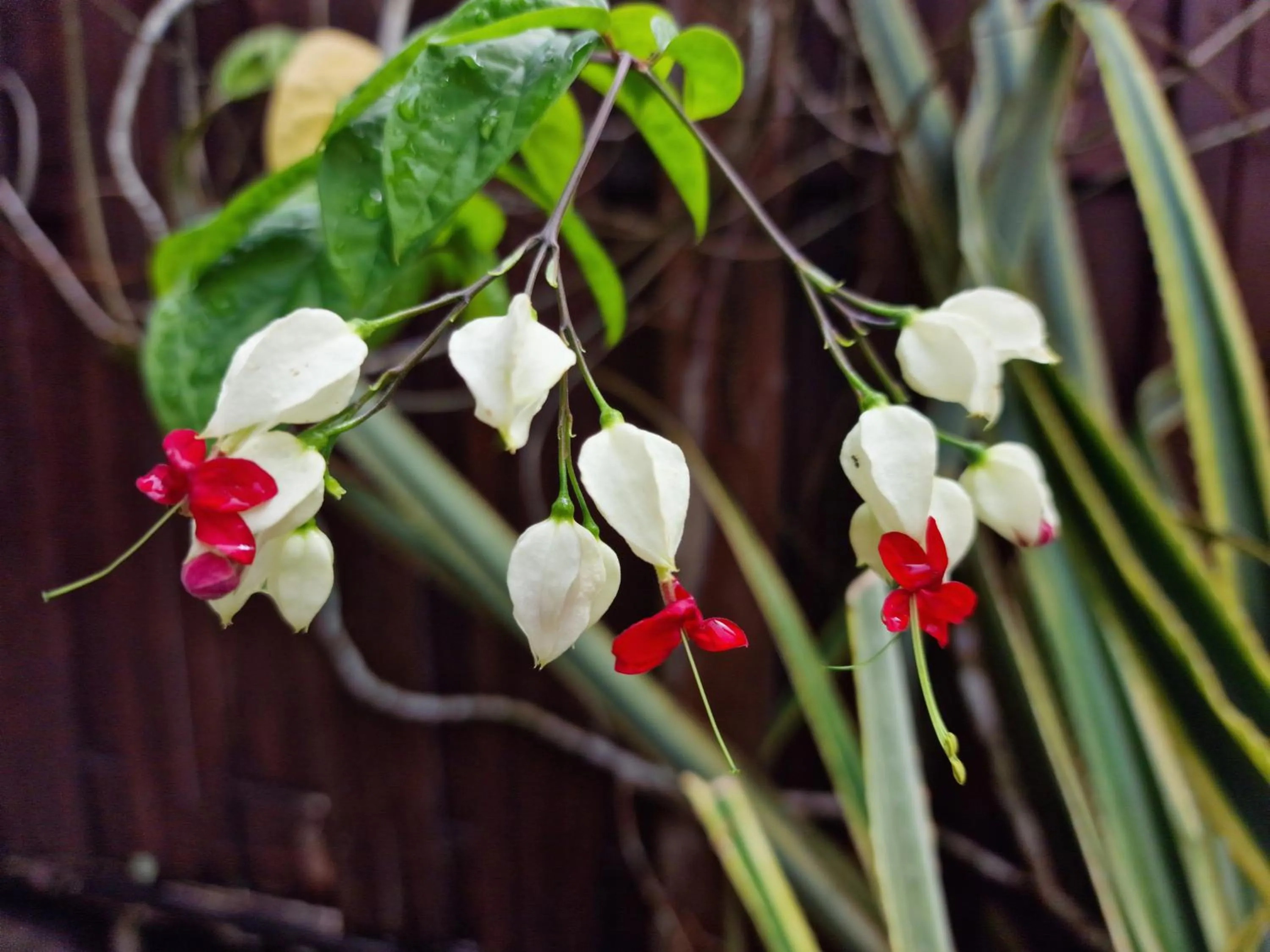 Garden in Greenheart Boutique Hotel