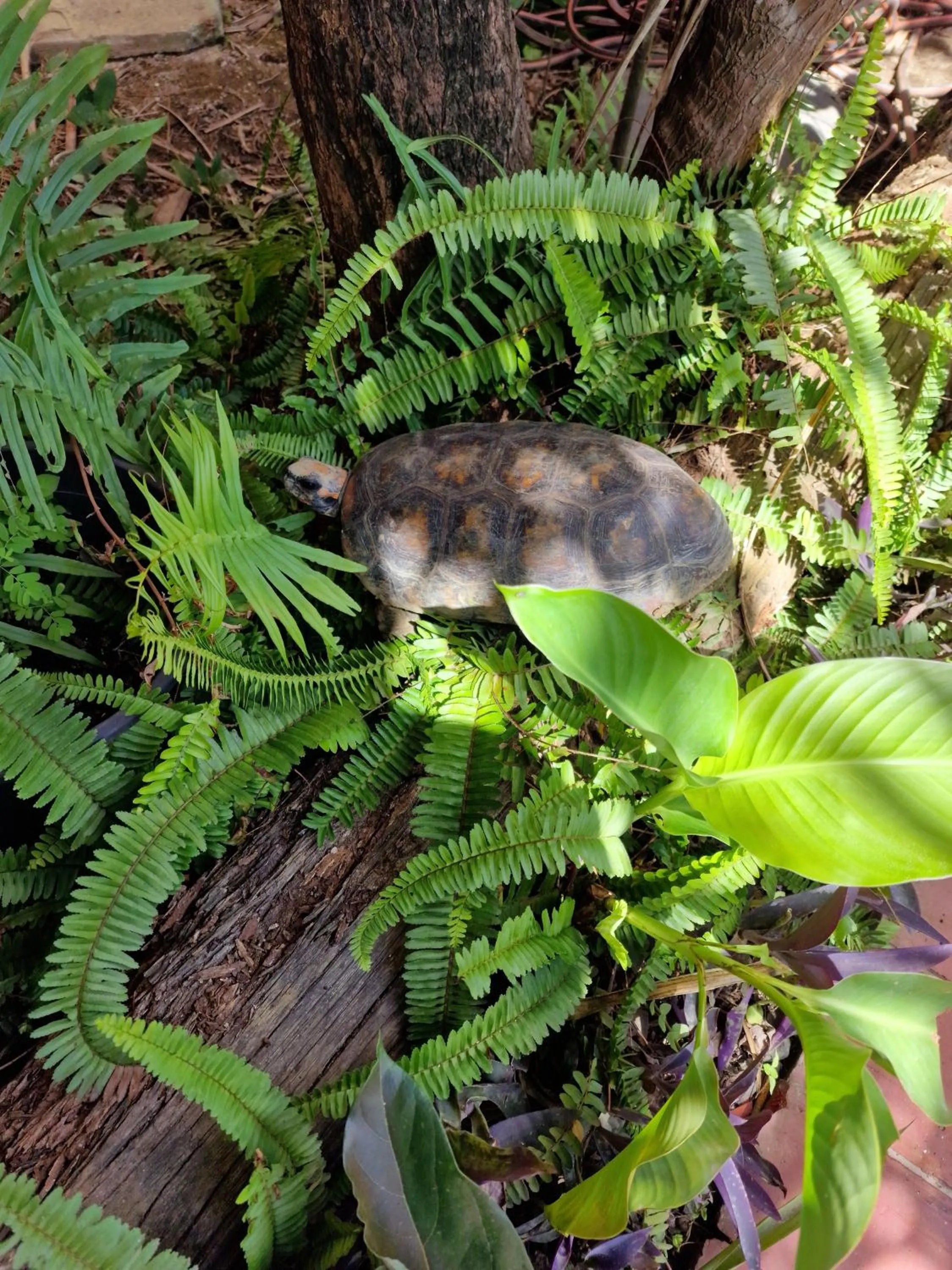 Animals in Greenheart Boutique Hotel