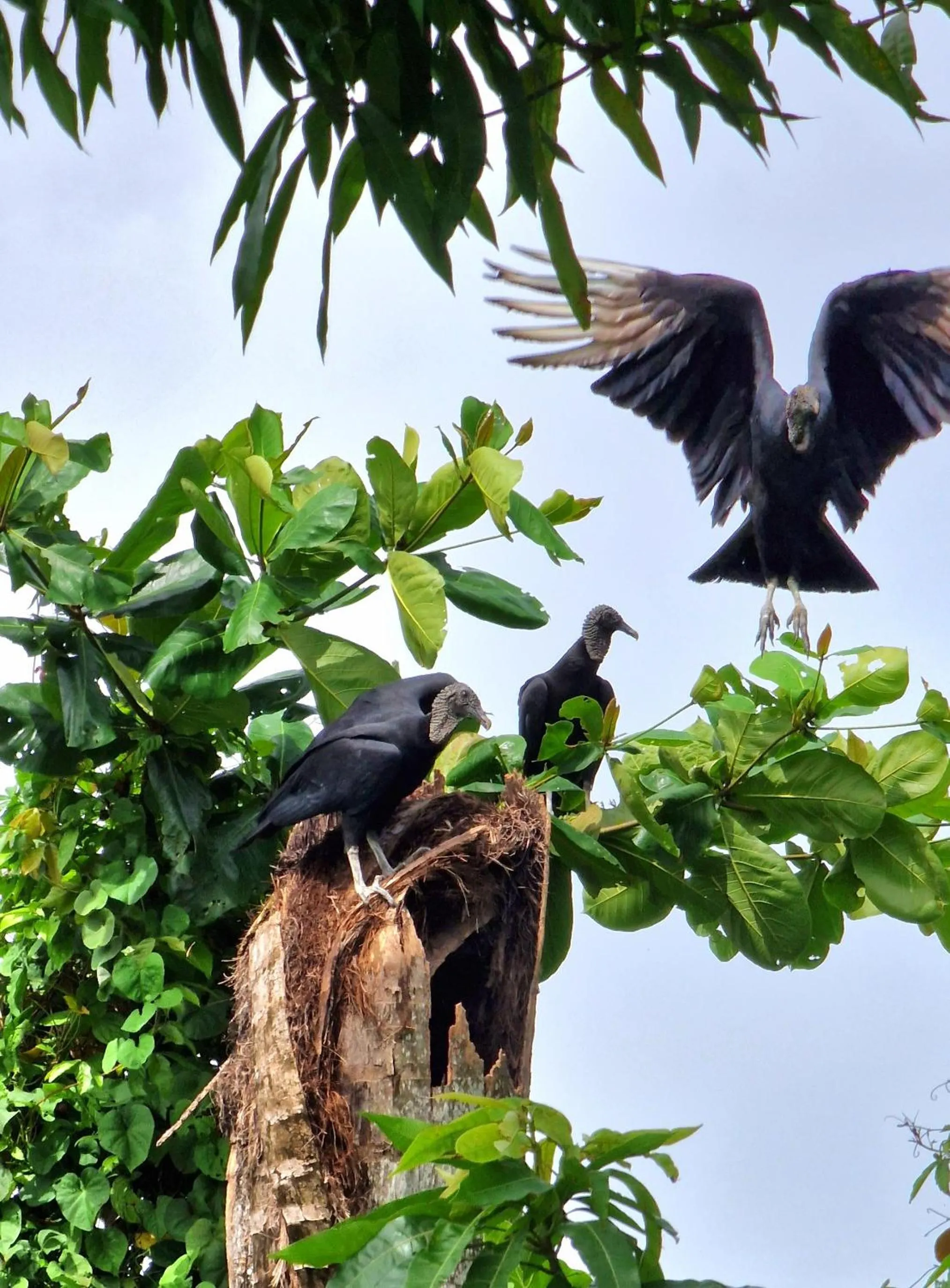 Animals in Greenheart Boutique Hotel