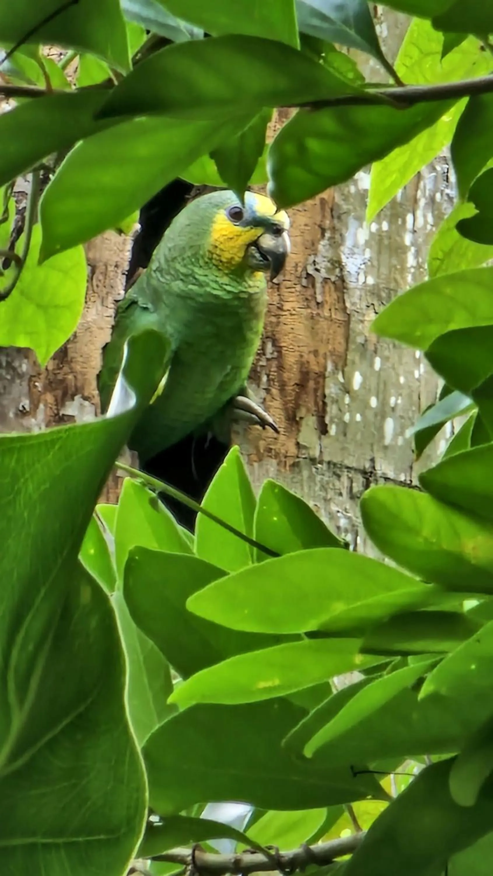 Animals in Greenheart Boutique Hotel
