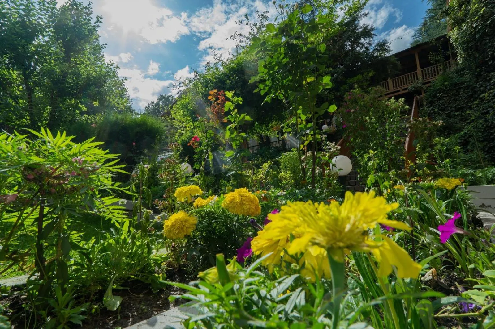 Spring in Hotel Negi's Mayflower A heritage Since 1965