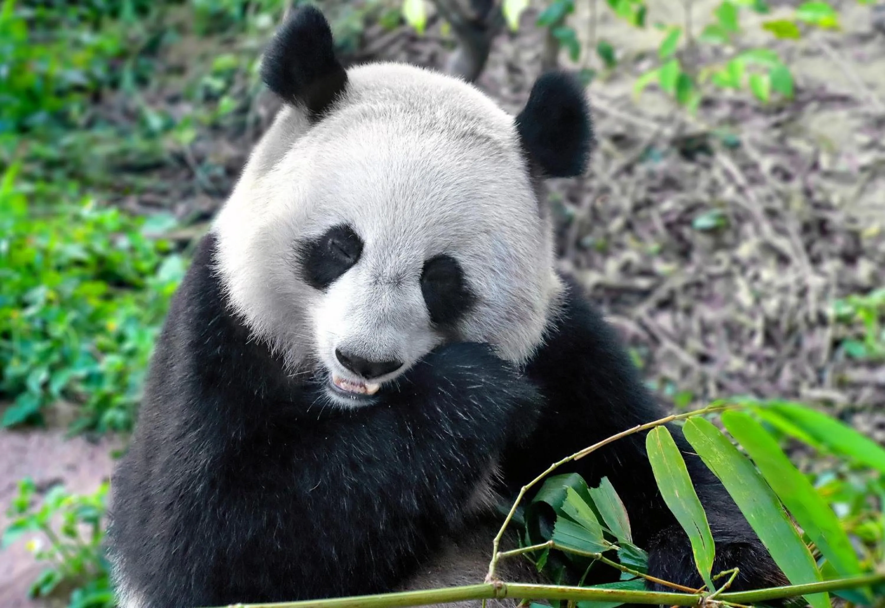 Nearby landmark in Hualuxe Leshan, an IHG Hotel