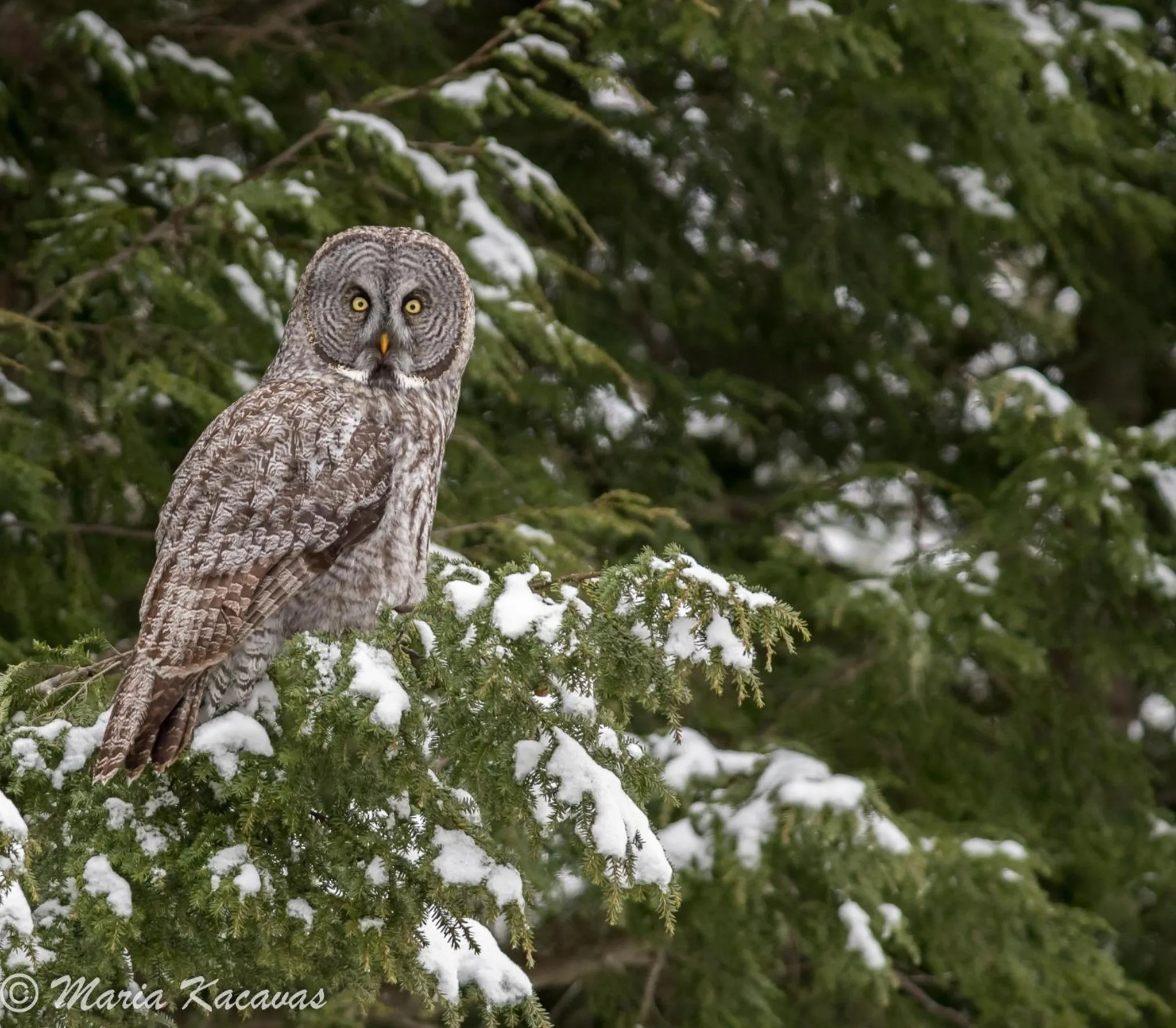 Animals in Milford Motel On the River